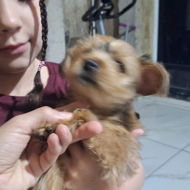 Filhote pinscher 1 + yorkshire pequeno - Foto 4