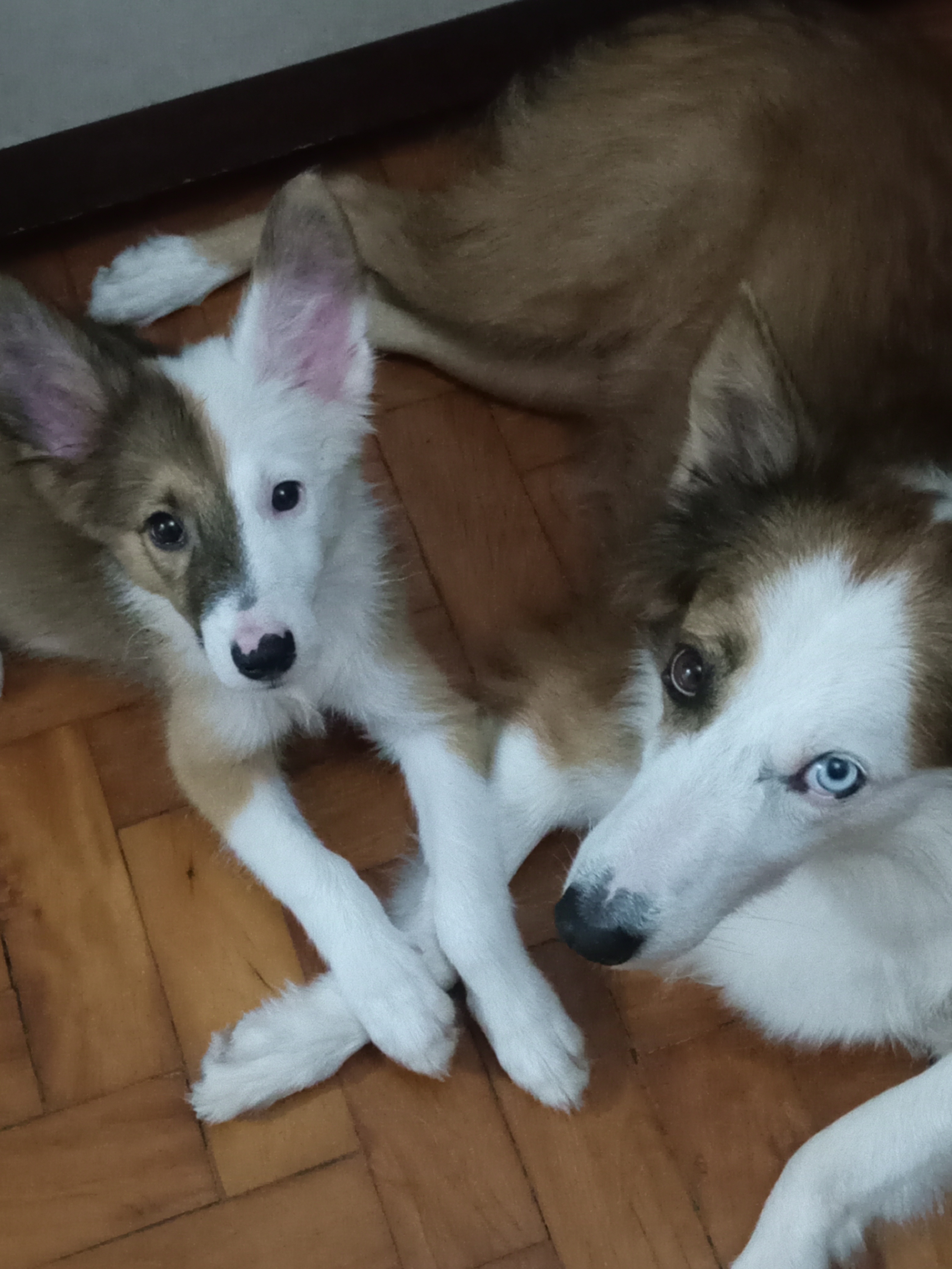 Vendo filhotes Boder collie raça pura - Foto 1