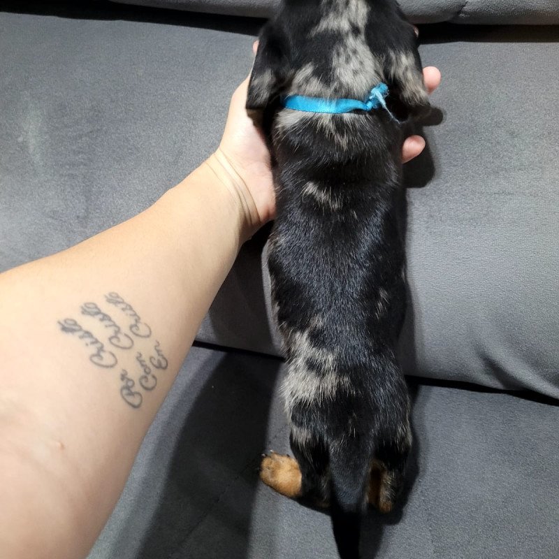 Lindo filhote macho de Dachshund arlequim