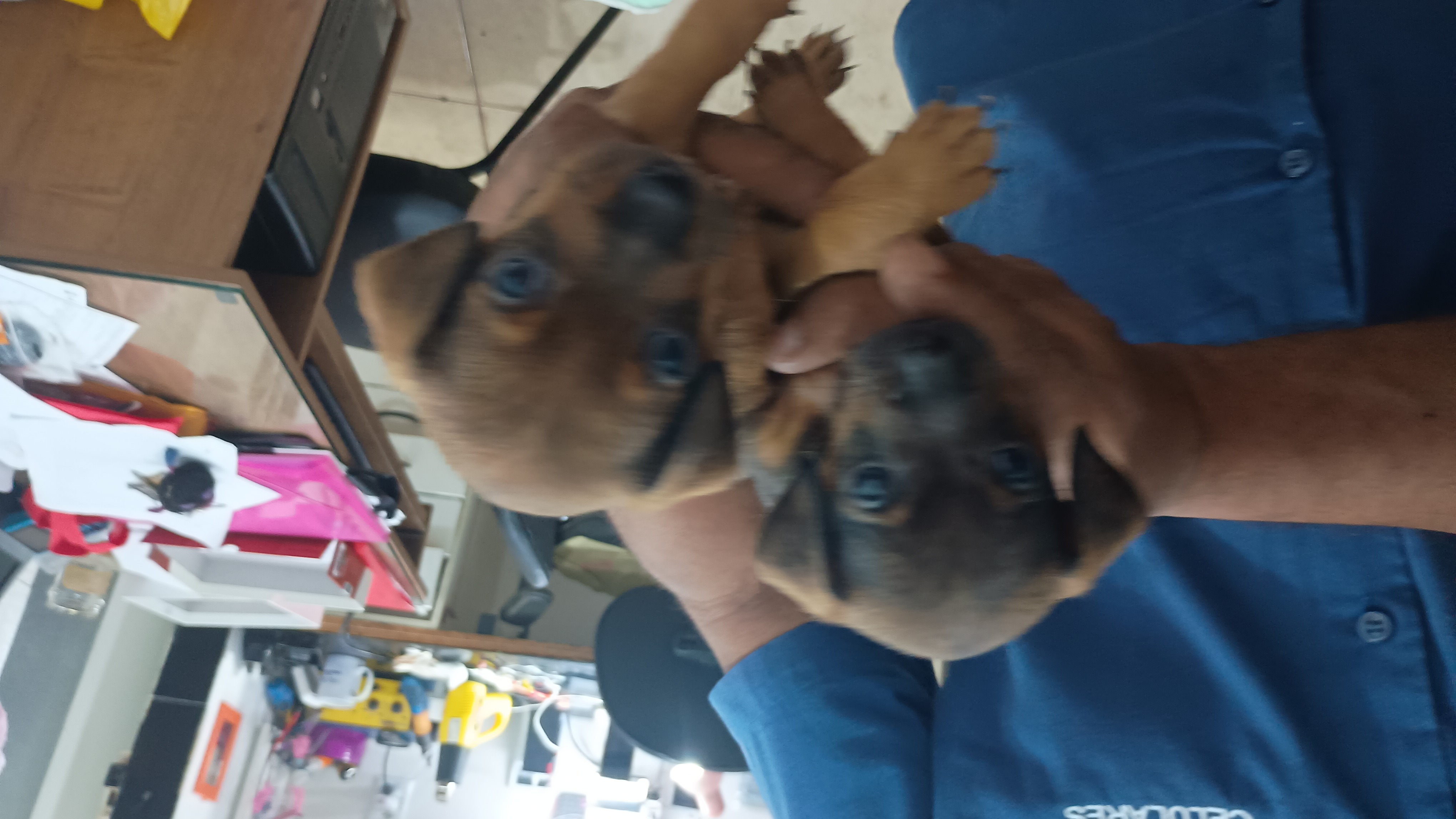 Portal Vendocão Filhote  Porto Velho