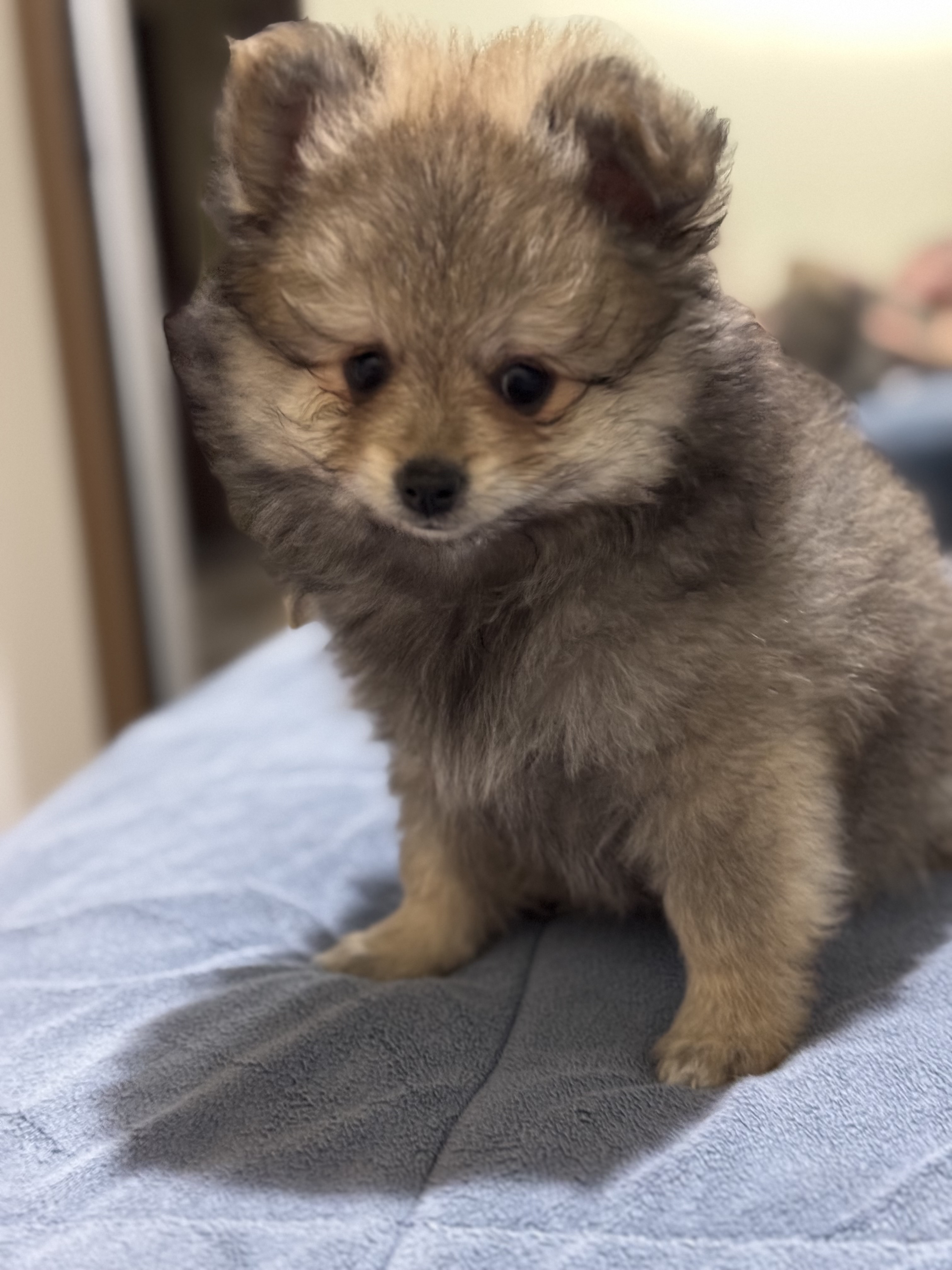 Lulu da pomerania - Foto 3
