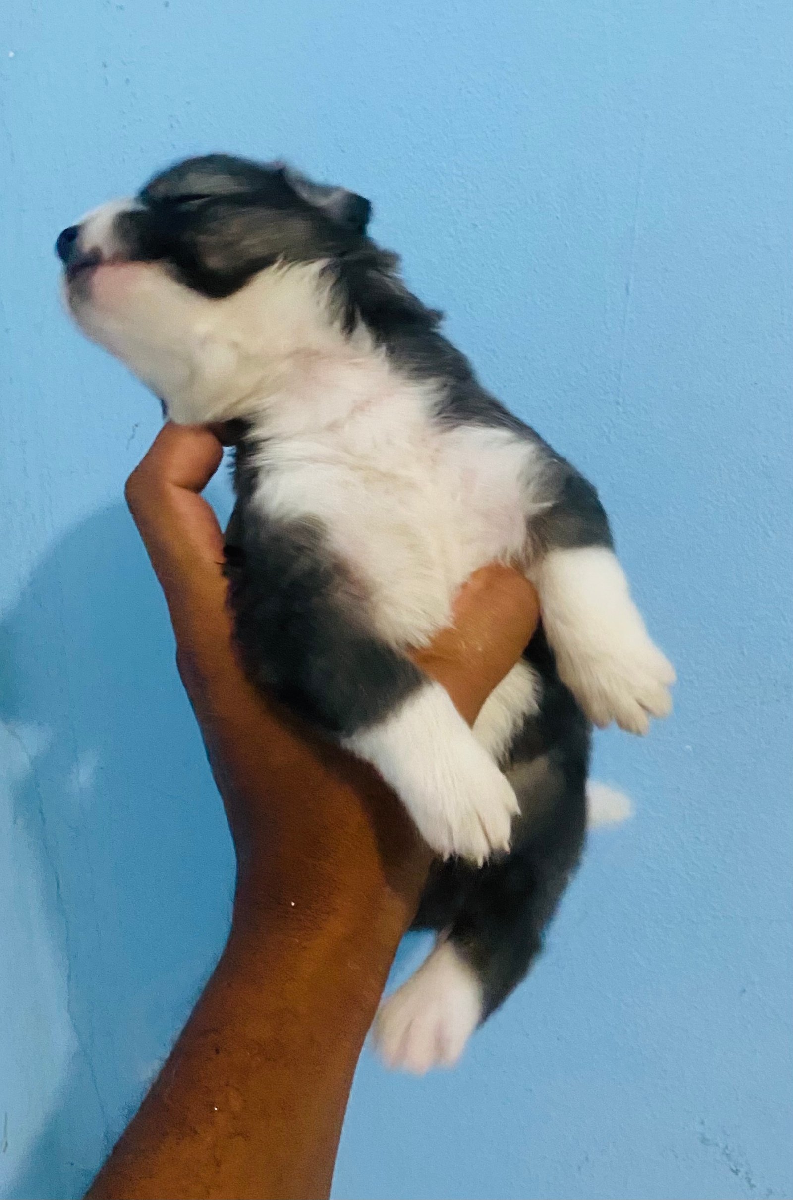 Filhote de cachorro 