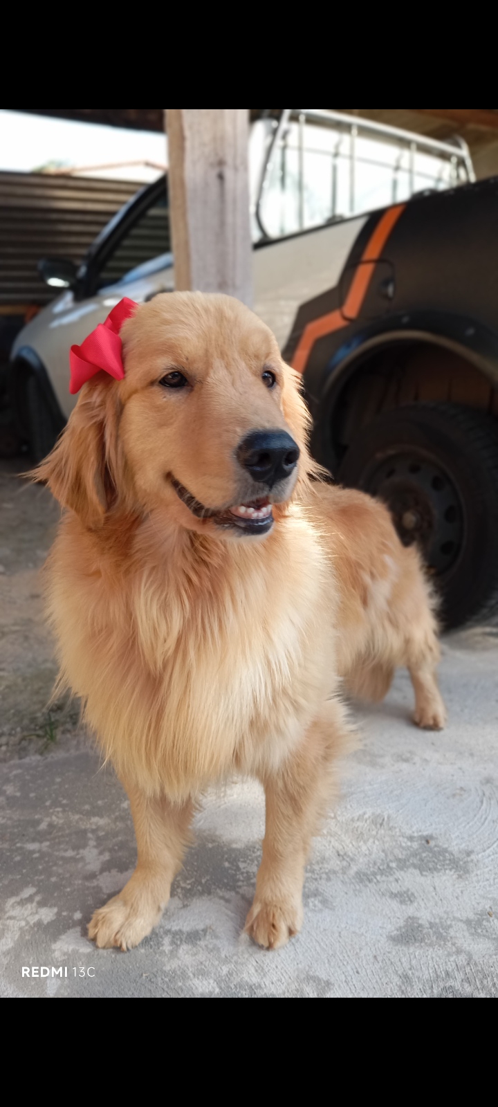 Portal Vendocão Golden Retriever Para Companhia Belo Horizonte
