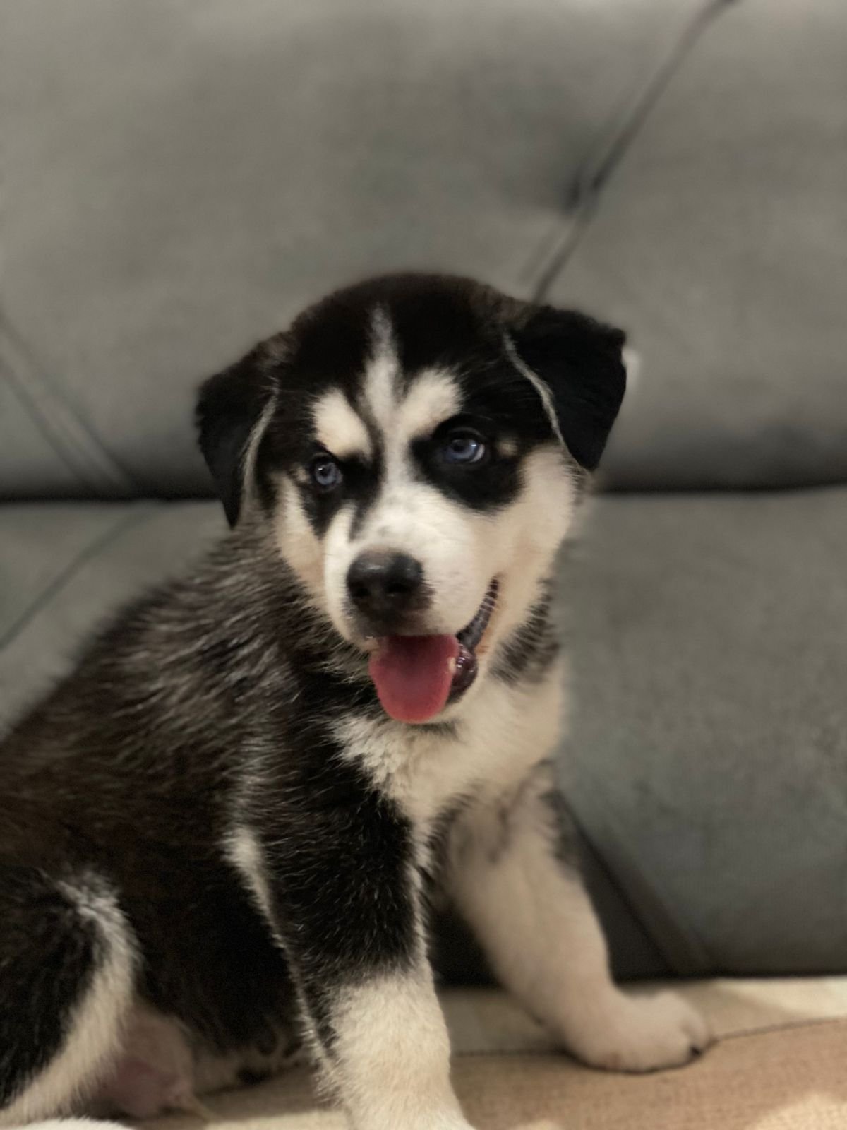 Husky siberiano 