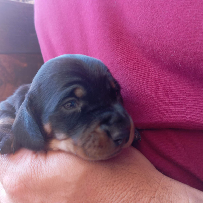 Lindas filhotes de Dachshund / Teckel / Salsicha - Foto 5