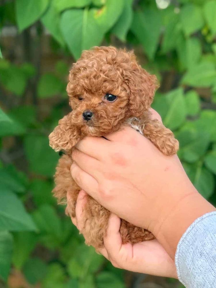 Portal Vendocão Poodle adoráveis  Campinas 