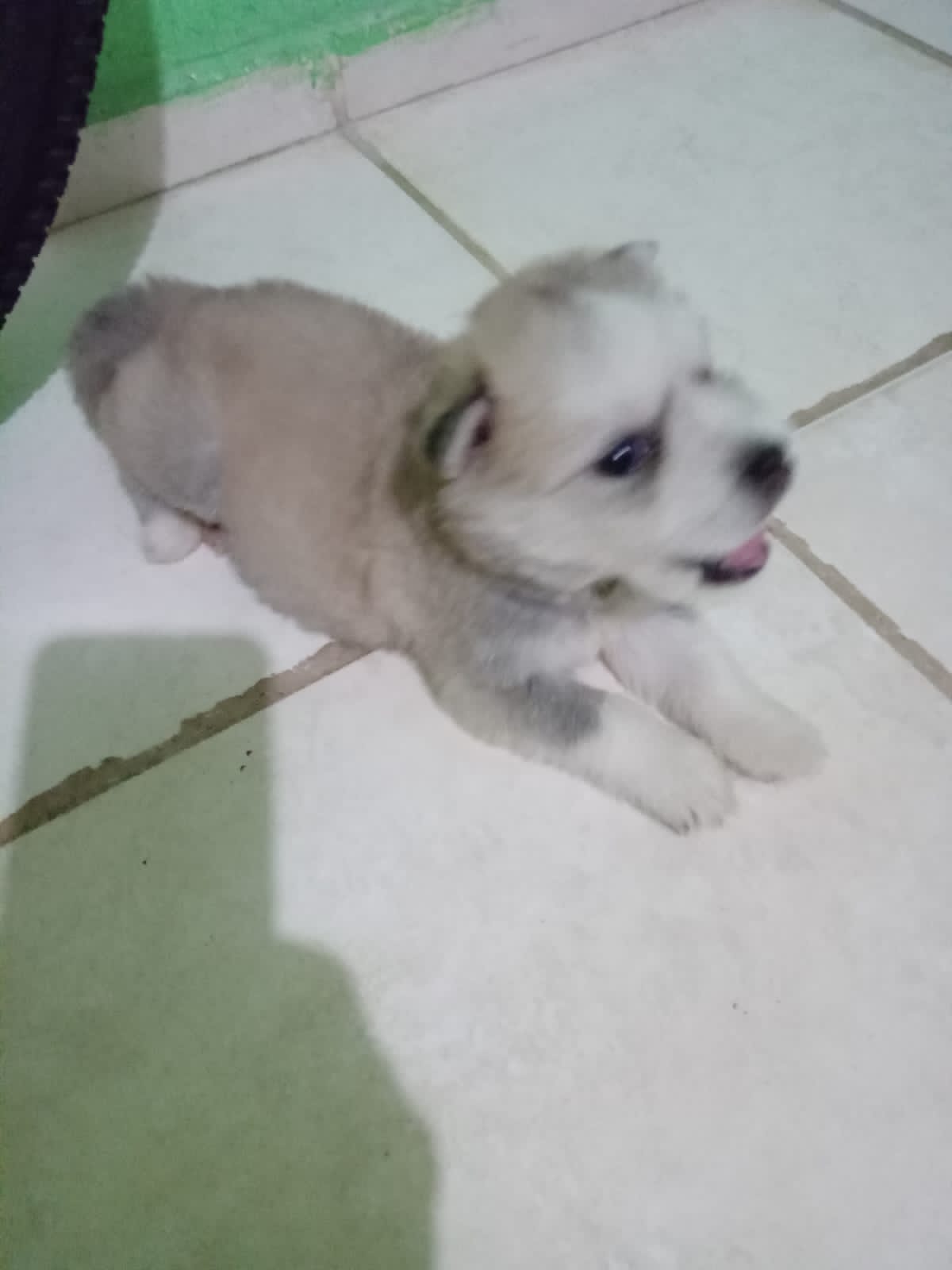 Portal Vendocão Husky Siberiano fêmea  Ananindeua