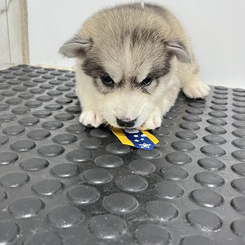 Lindos filhos de husky siberiano 100% puro