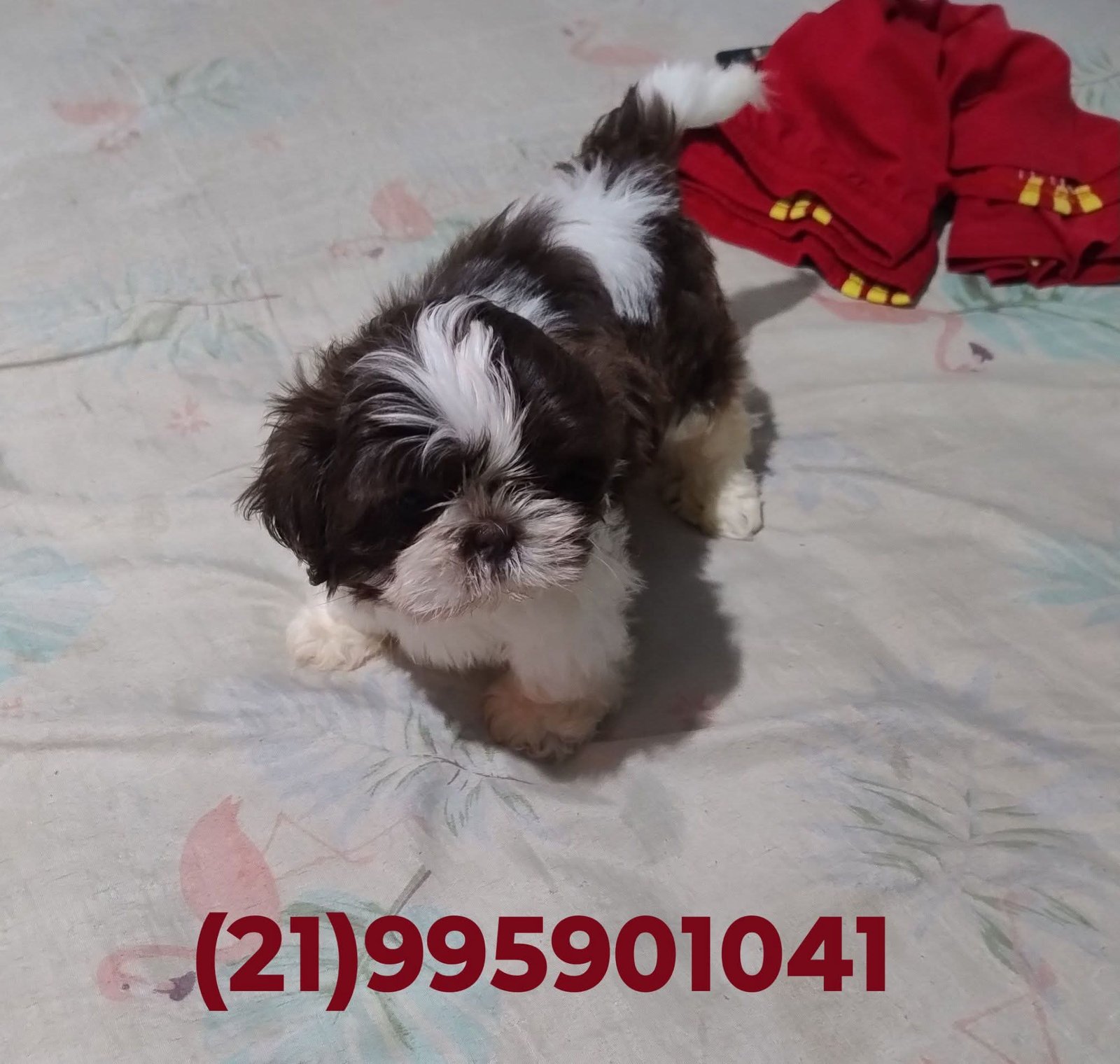 Shih Tzu machos  - Foto 3