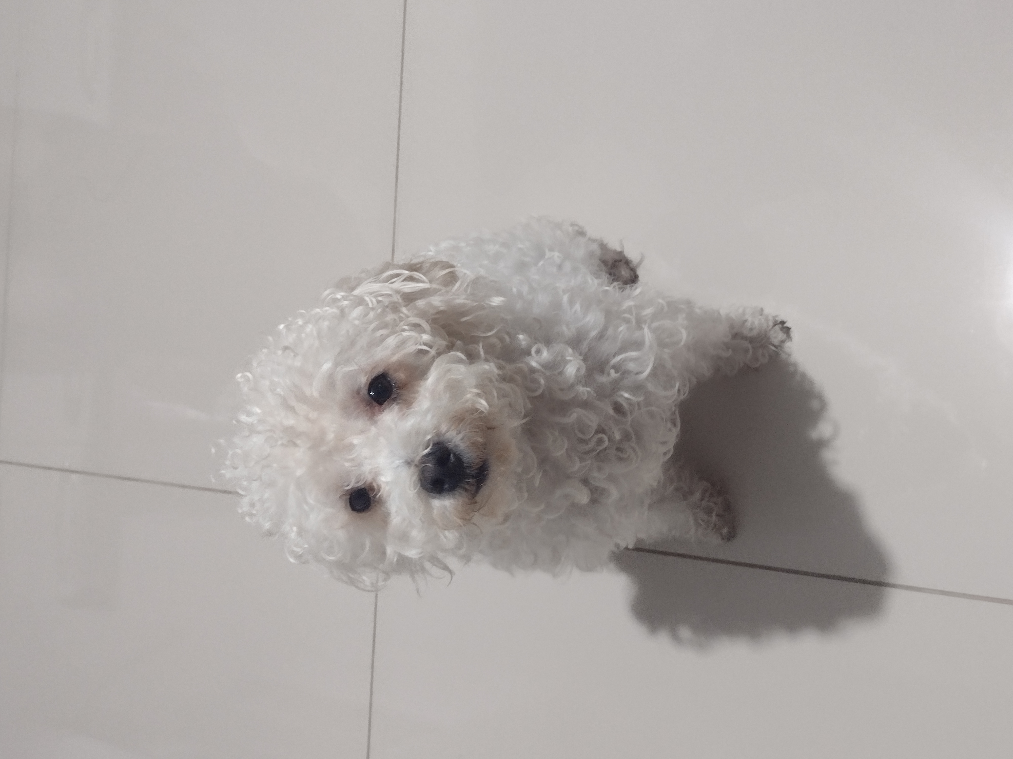 Poodle Fêmea  - Foto 2