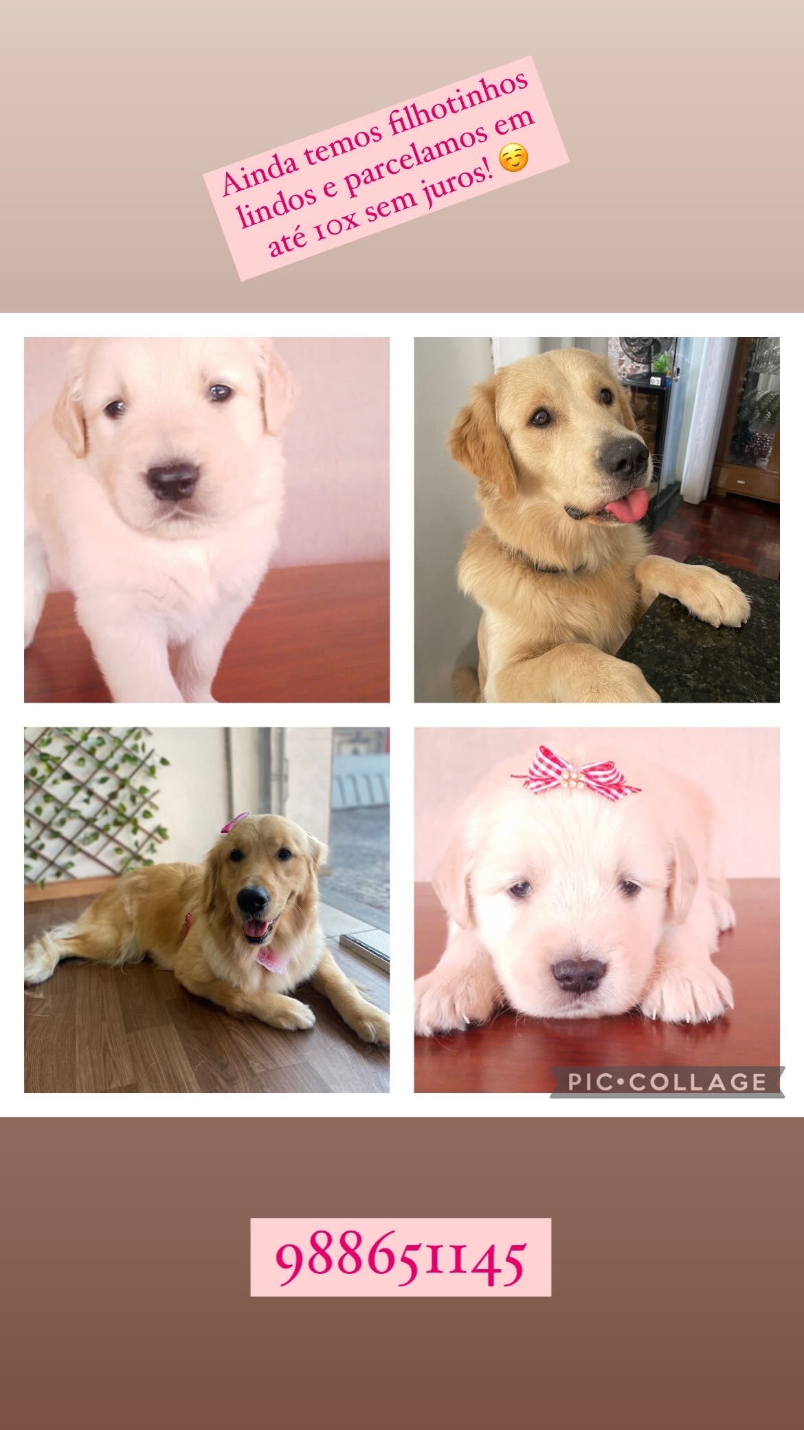 Portal Vendocão GOLDEN RETRIEVER - FILHOTES DIFERENCIADOS EM 10x S/ JUROS Belo Horizonte 