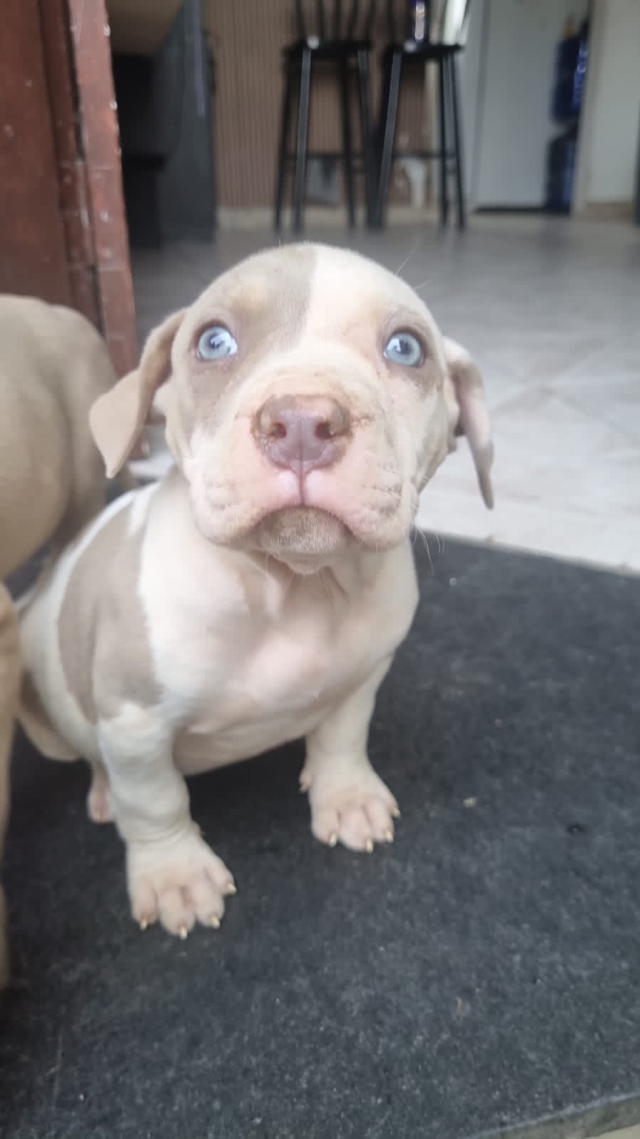 Pitbull monter - Foto 3
