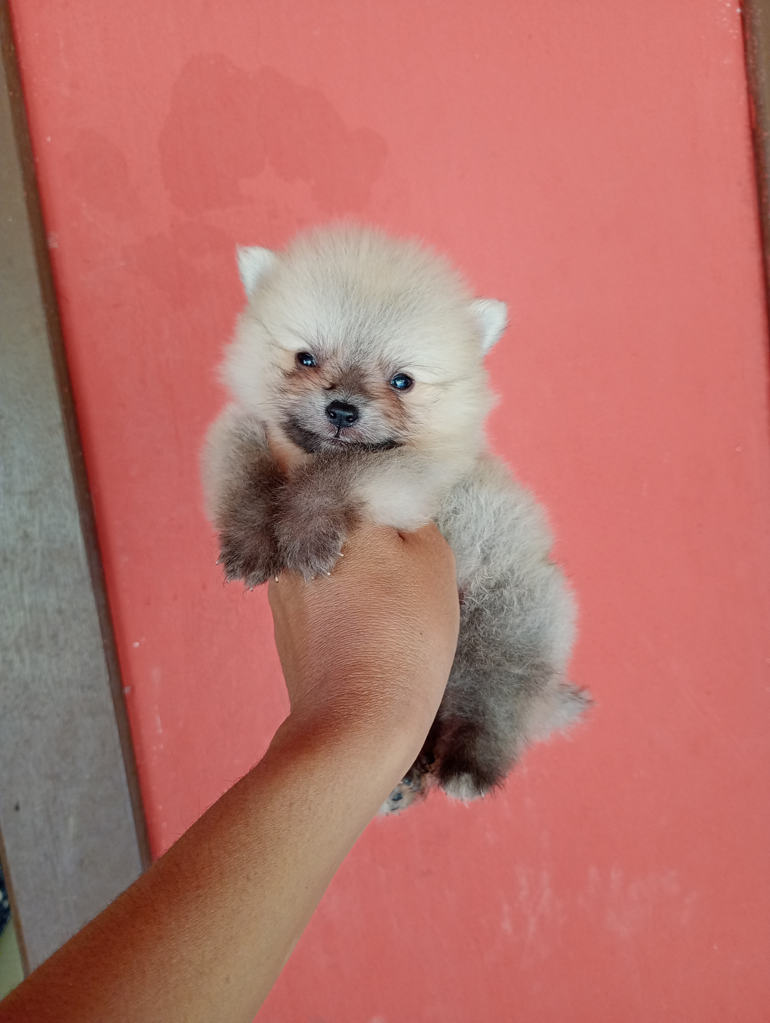 Portal Vendocão Filhote macho de Spitz alemão  Ipatinga 