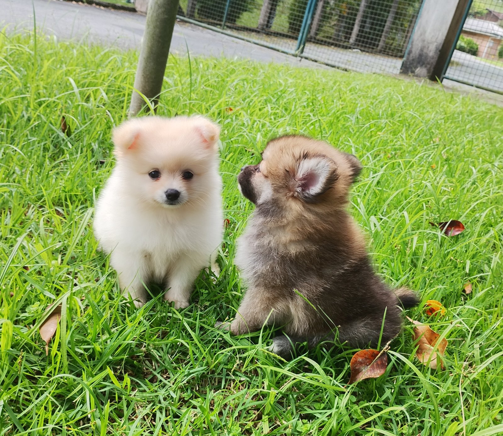 Lulu da Pomerânia  - Foto 1