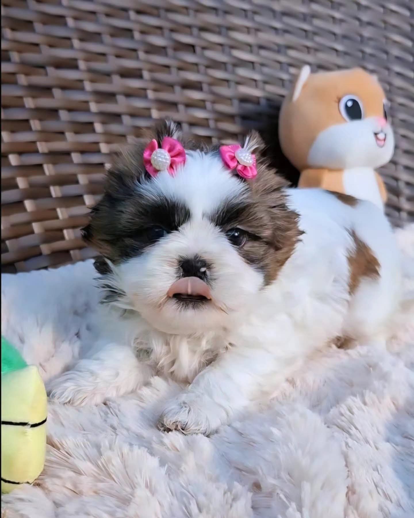 Filhotes de shih tzu - Foto 1