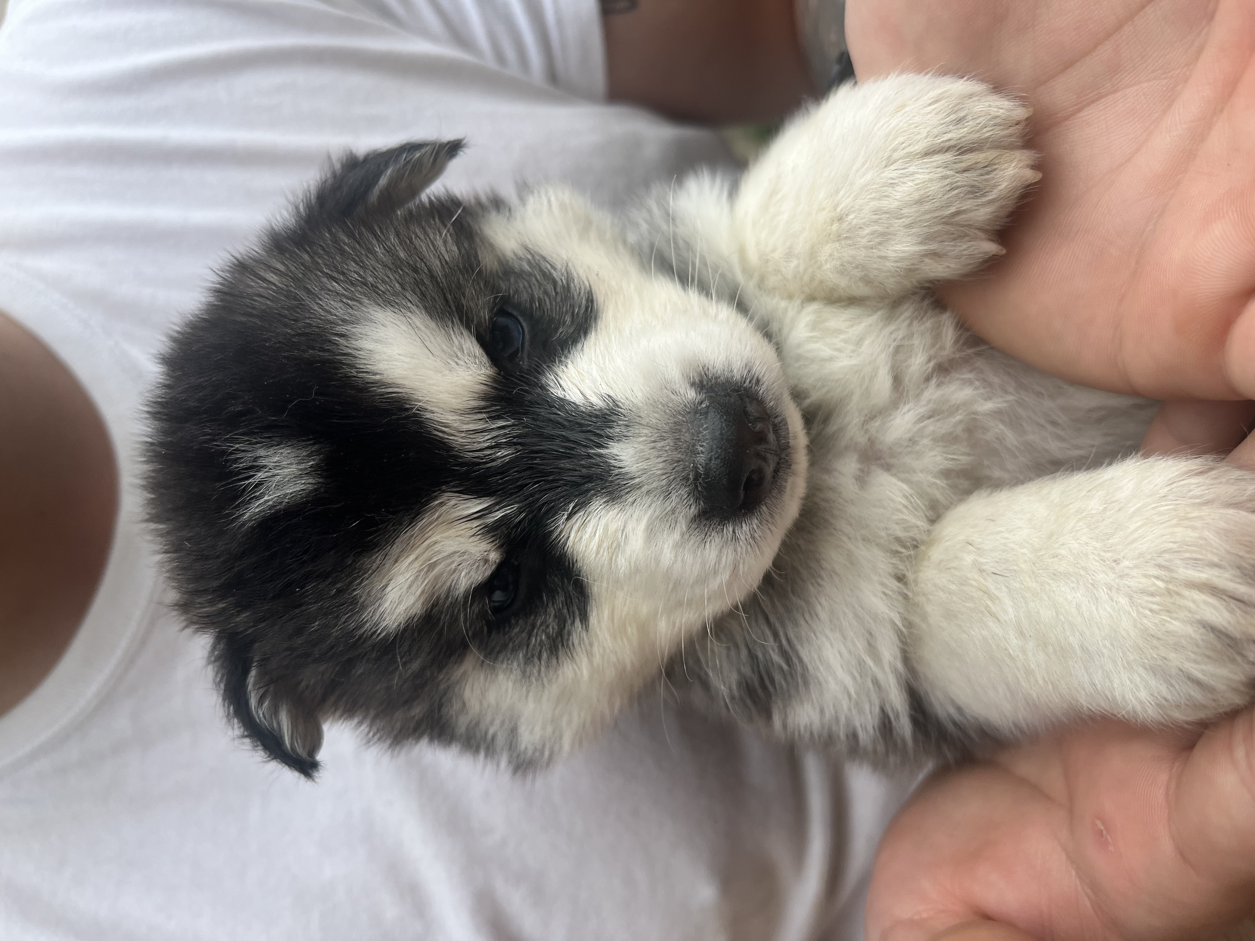 Vendo husky siberiano  - Foto 1