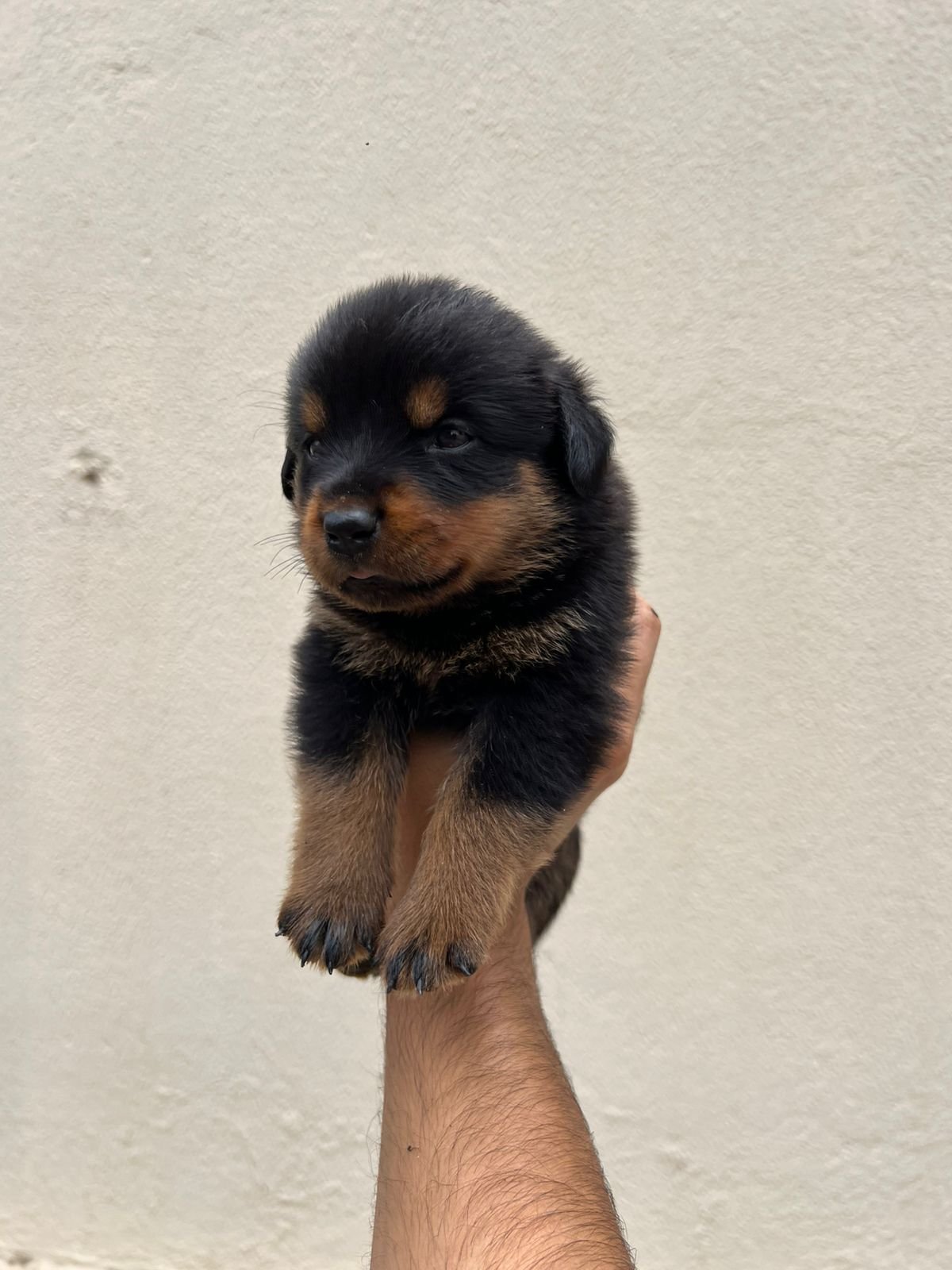 Rottweiler filhotes puros - Foto 2