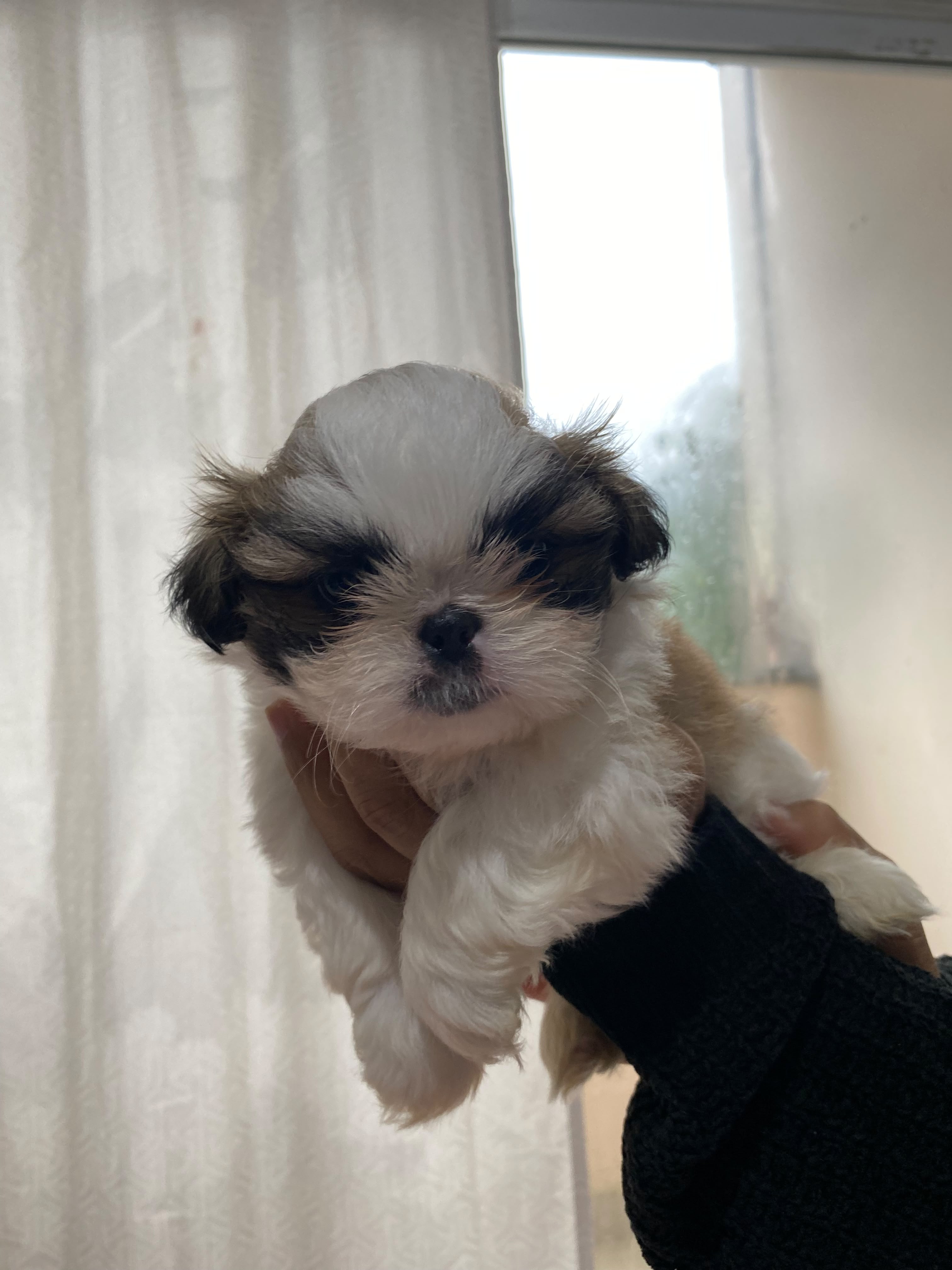 Vendo filhote de shih-tzu  - Foto 1