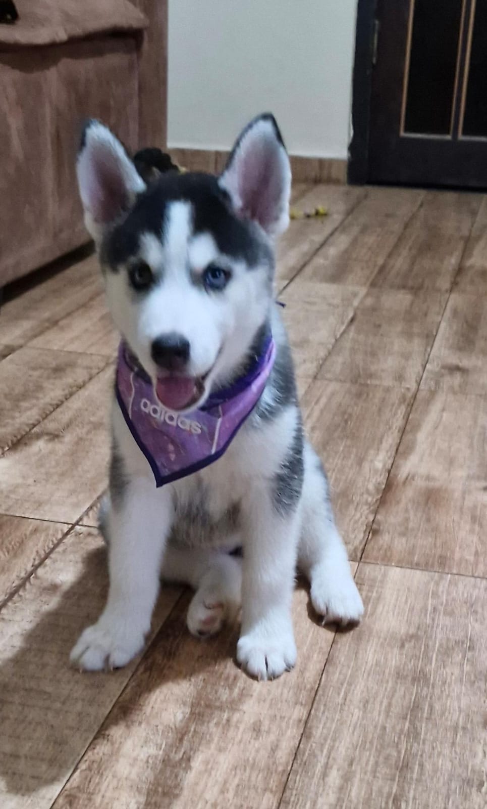 Portal Vendocão Lindas fêmeas de husky siberiano  Maricá