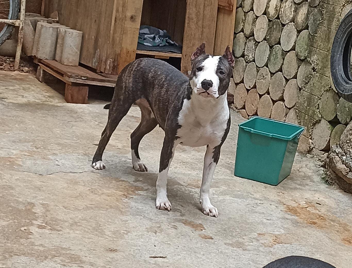 Portal Vendocão Pitbull filhote com 57 dias (11)983099121  São Paulo