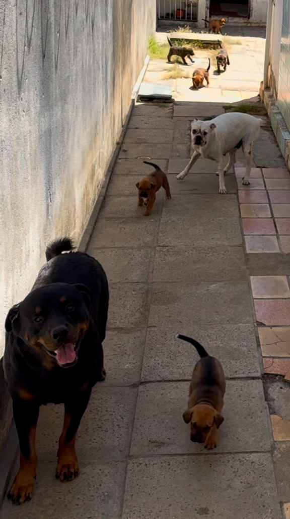 Portal Vendocão Vendo filhotes de Pitbull c/ Rottweiler  Olinda 