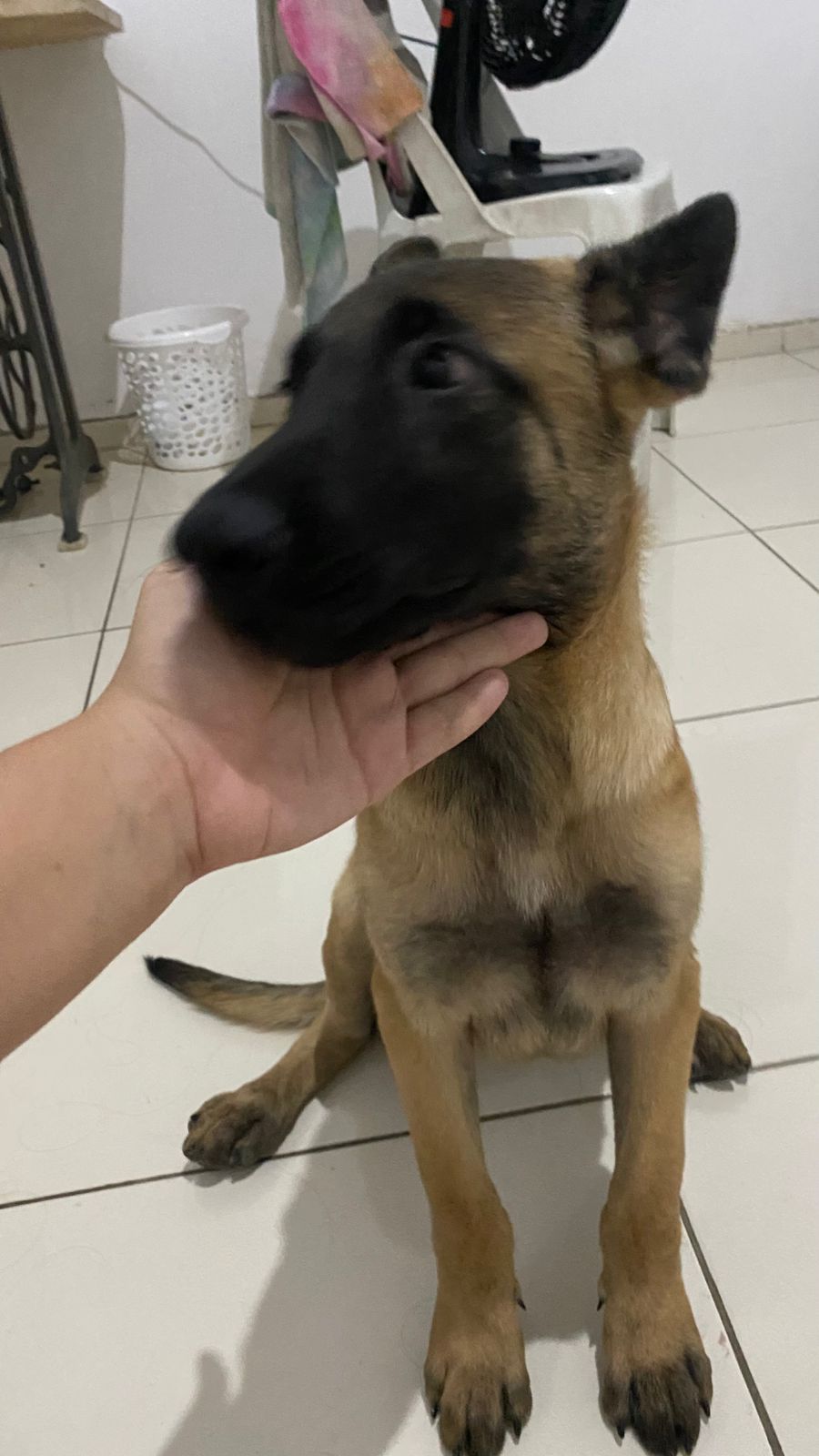 Portal Vendocão Filhotes Pastor Belga Malinois. 3 Meses. Fortaleza