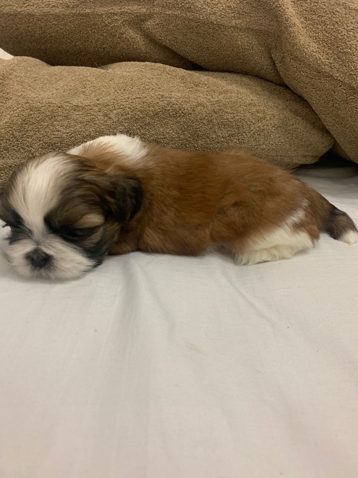 Portal Vendocão Venda filhotes Shit tzus  São Bernardo do Campo