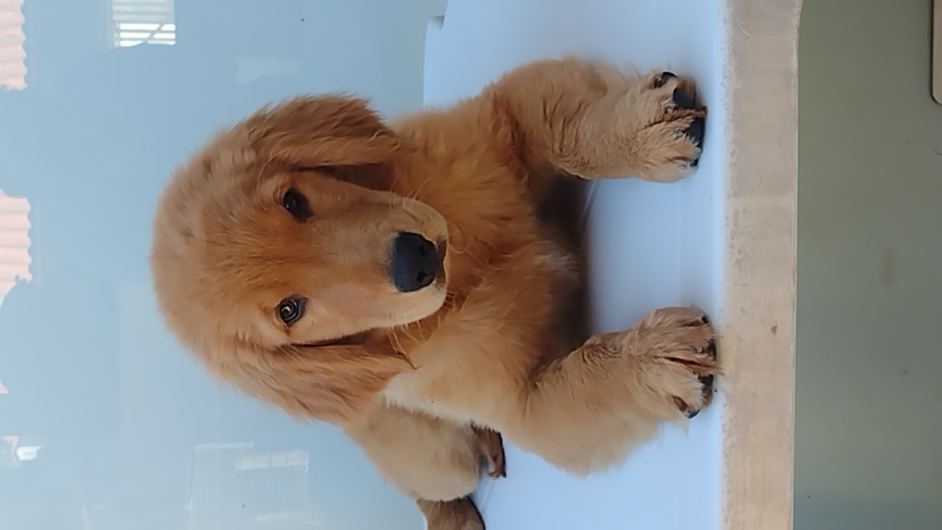 Portal Vendocão Filhotes Golden Retriever de uma genética maravilhosa  Limeira SP