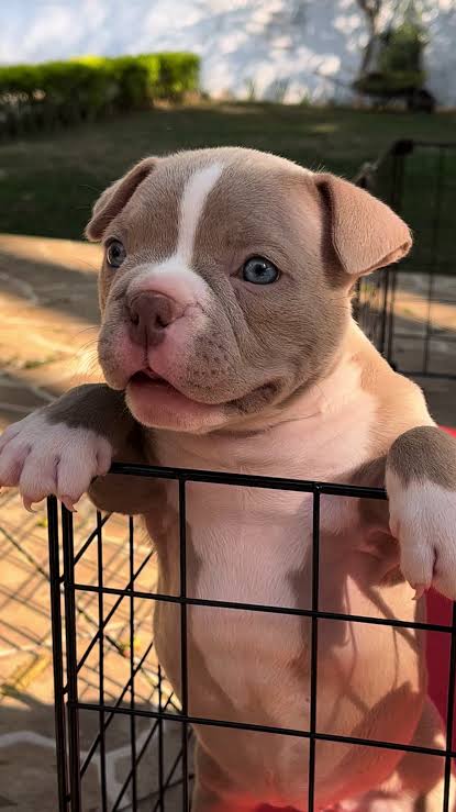 Portal Vendocão Vendo american bully pocket Belém 