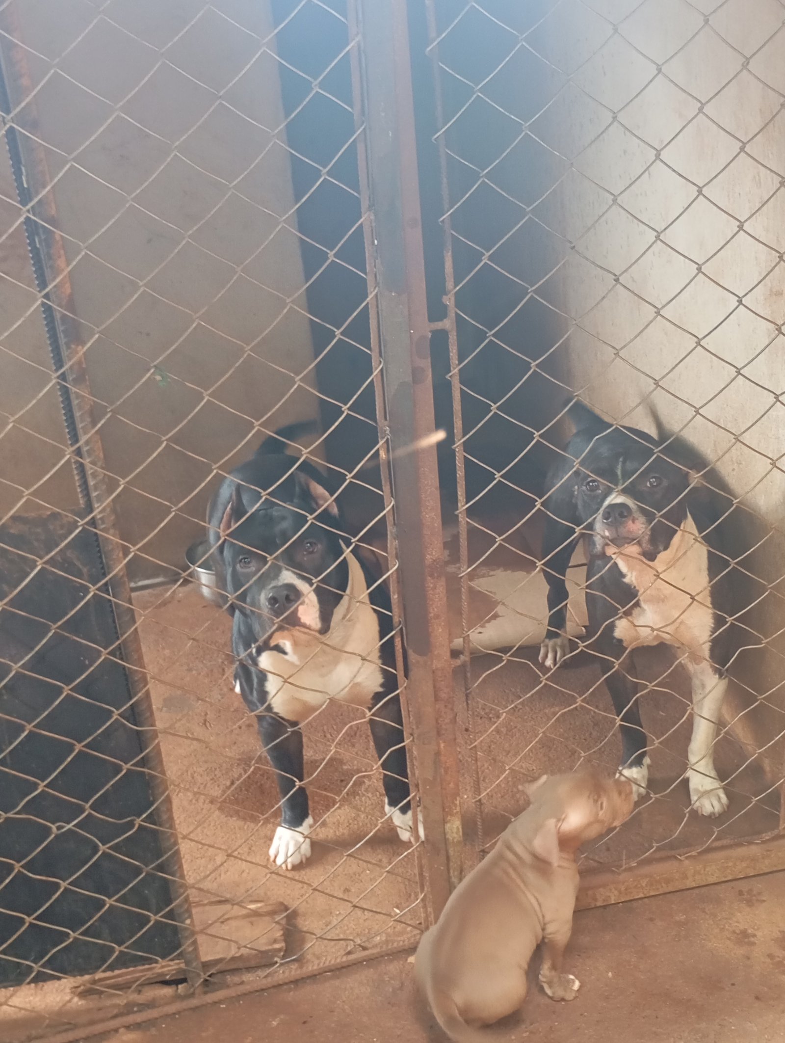 Filhotes de Pit Bull  - Foto 1