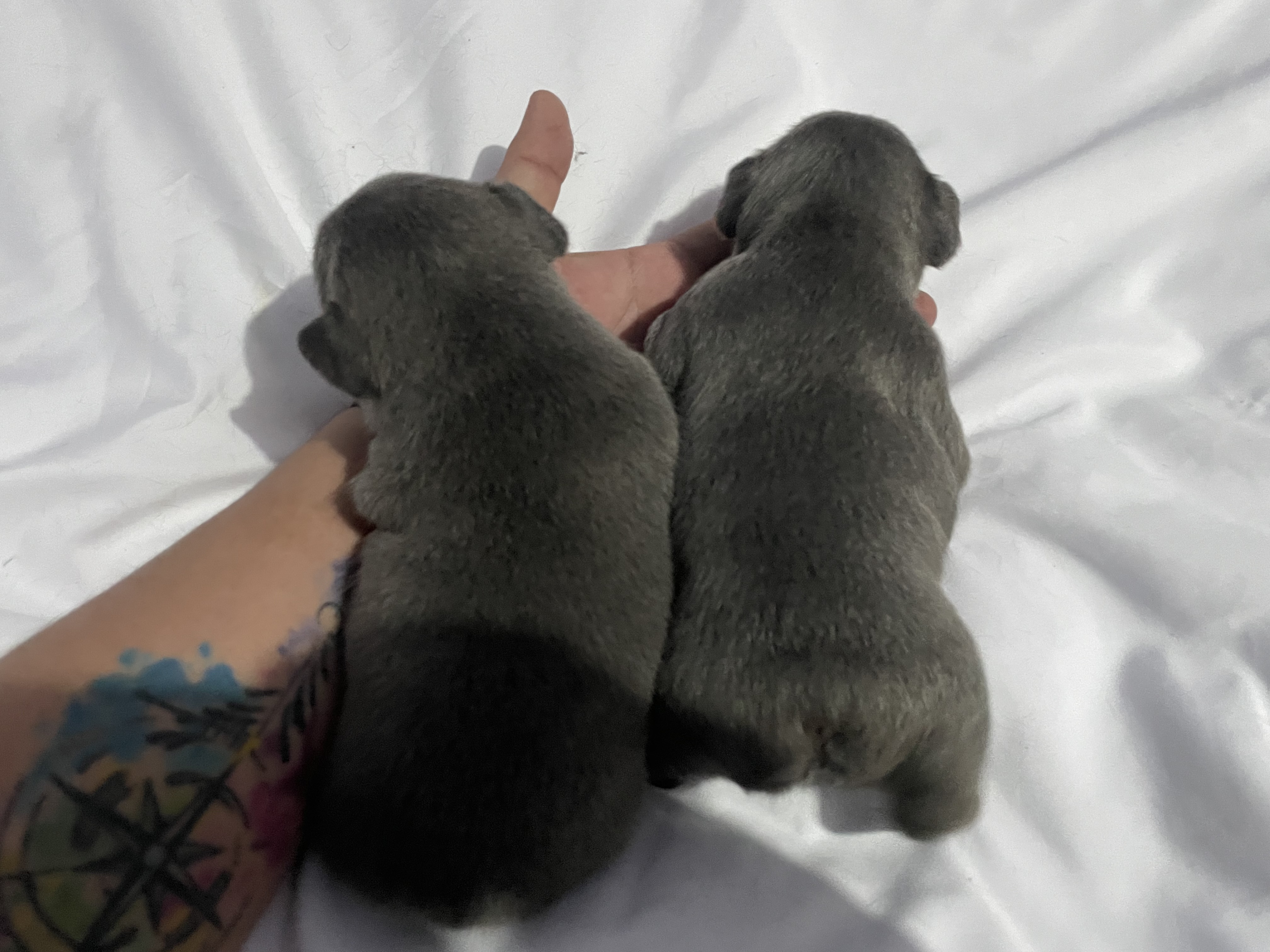 Portal Vendocão Filhotes de Bulldog Francês com Pedigree Sorocaba 
