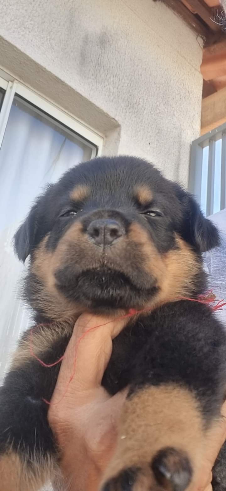 Filhotes Rotweiler; Excelente Lonhagem - Foto 1