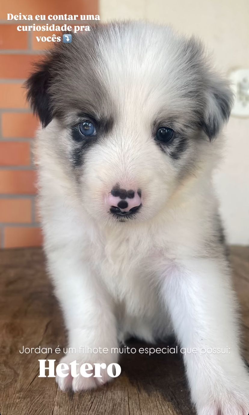 Portal Vendocão Border collie Blue Merle com heterocromia  VILA VELHA
