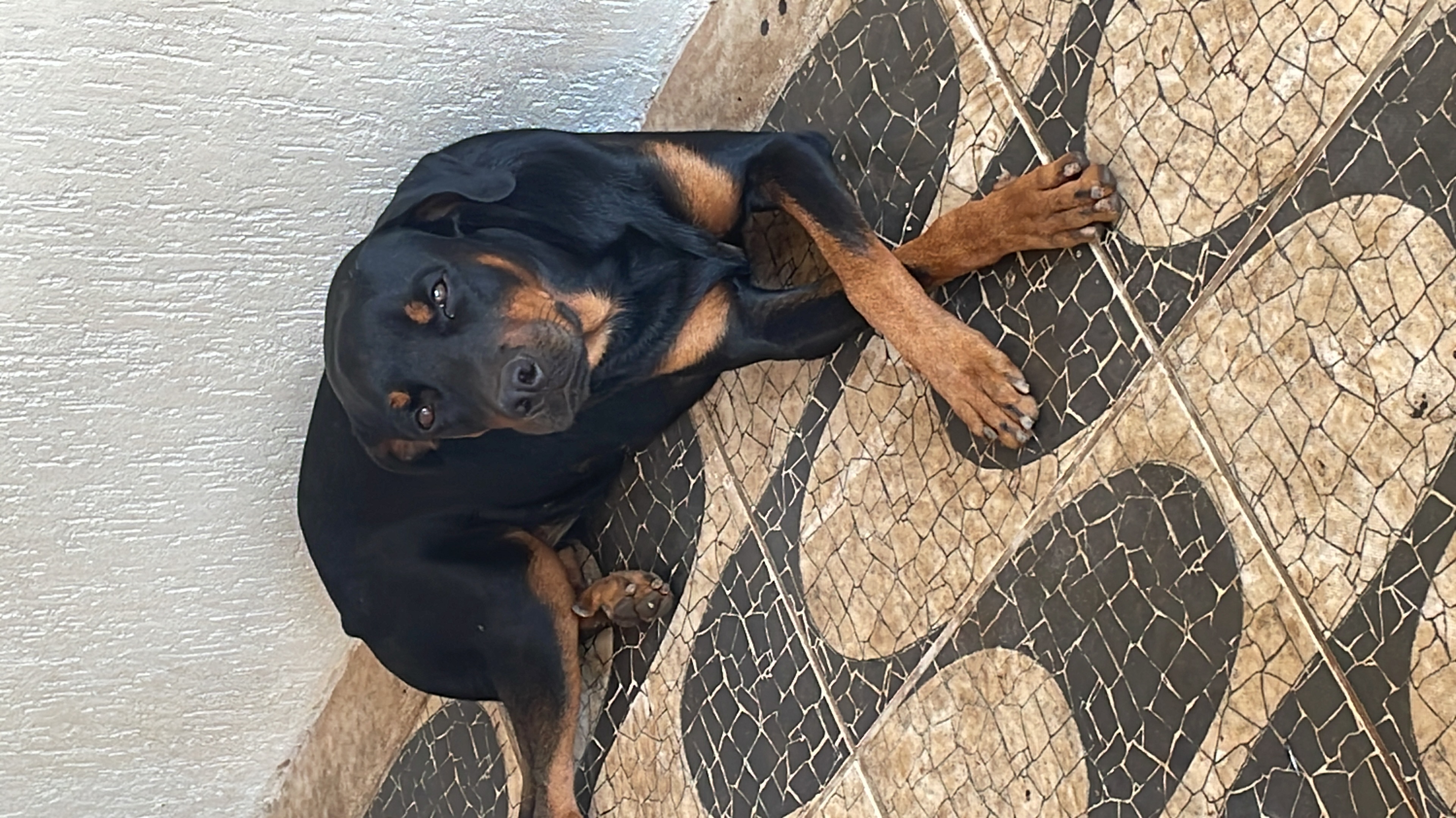 Portal Vendocão vende-se filhote de rottweiler  parauapebas 