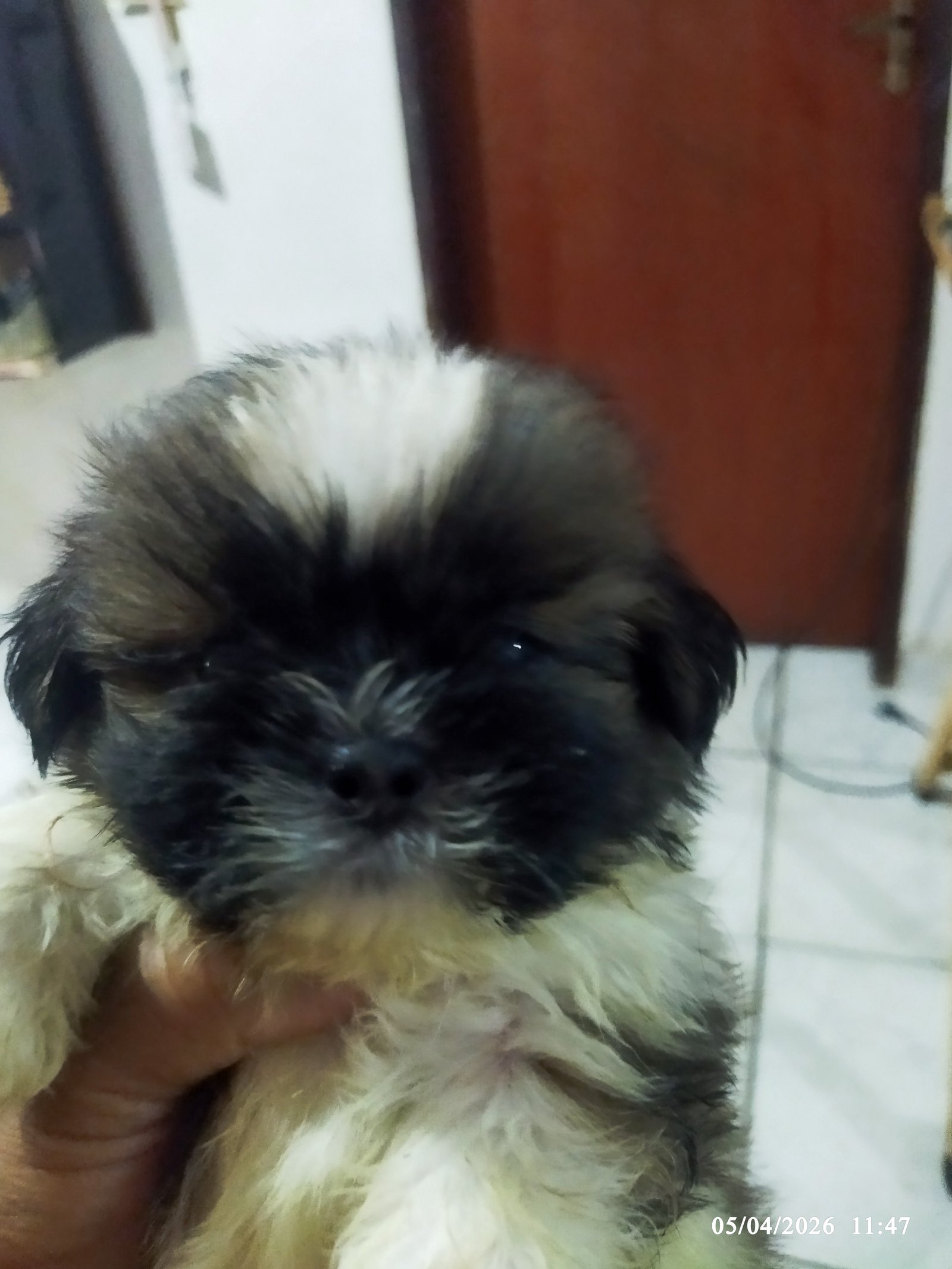 Filhotes shih tzu - Foto 2