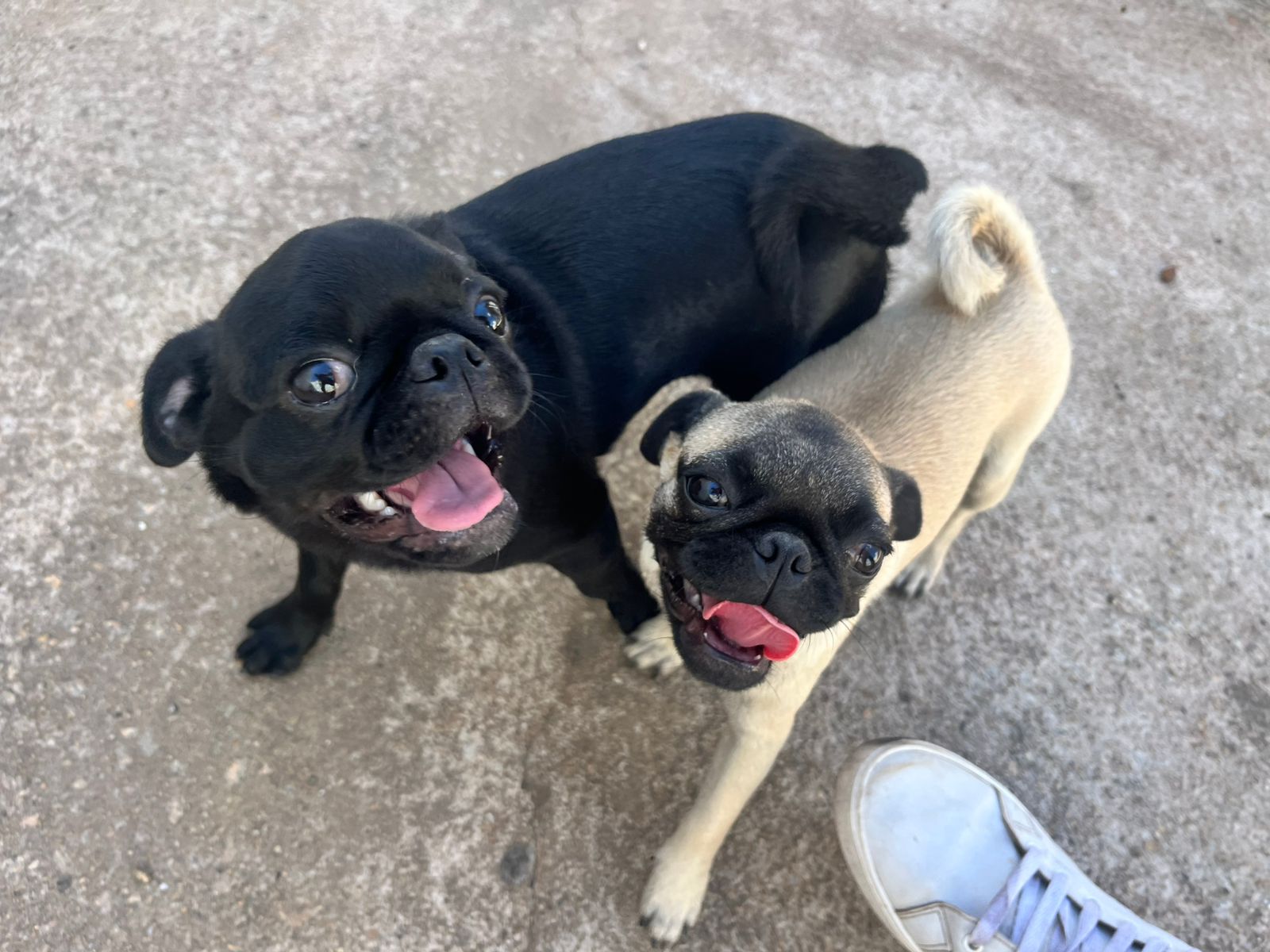 CASAL DE PUG - Foto 1