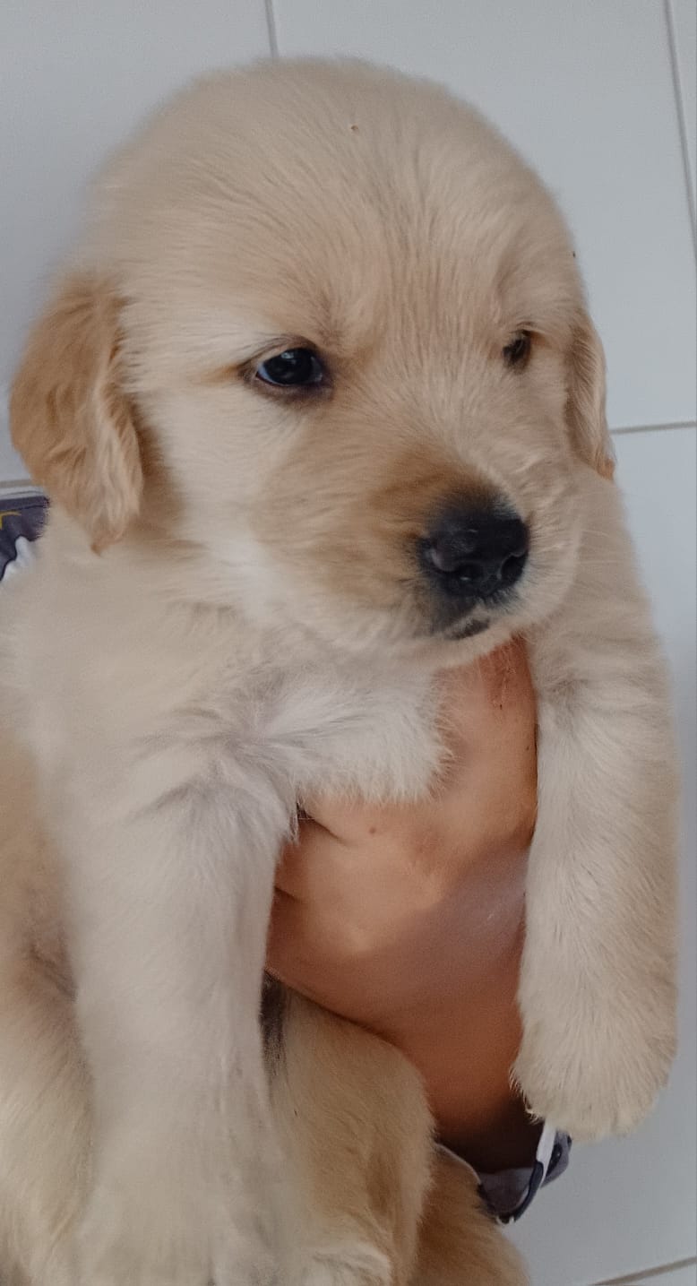 Portal Vendocão Filhotes de Golden Retriever Jundiai