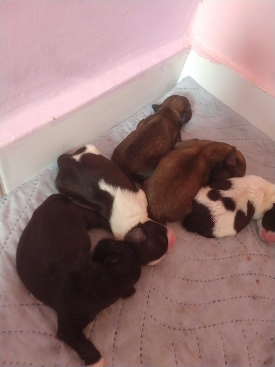 Portal Vendocão Filhotes de Shih Tzu São Luís