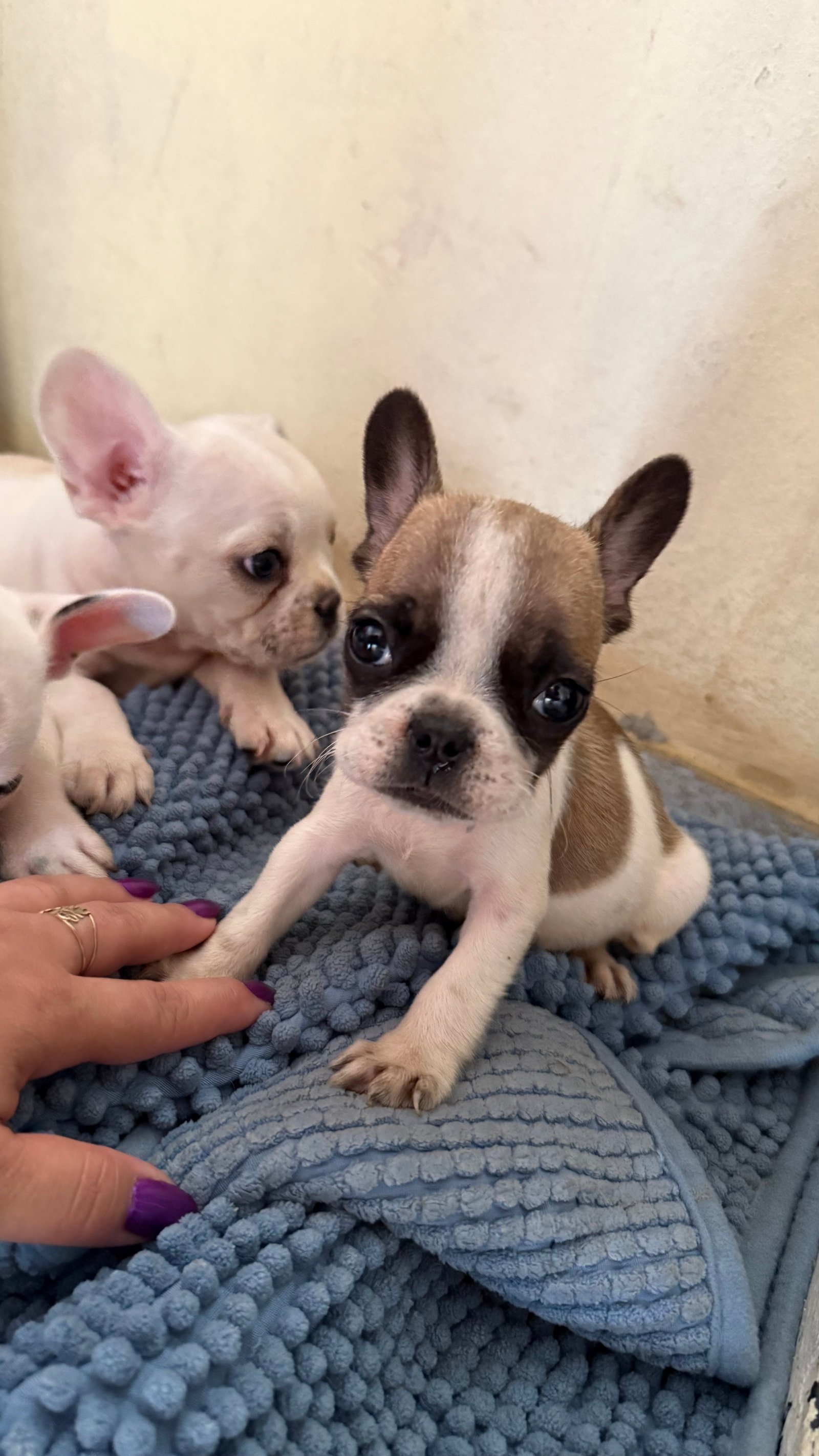 Bulldog francês macho  - Foto 3