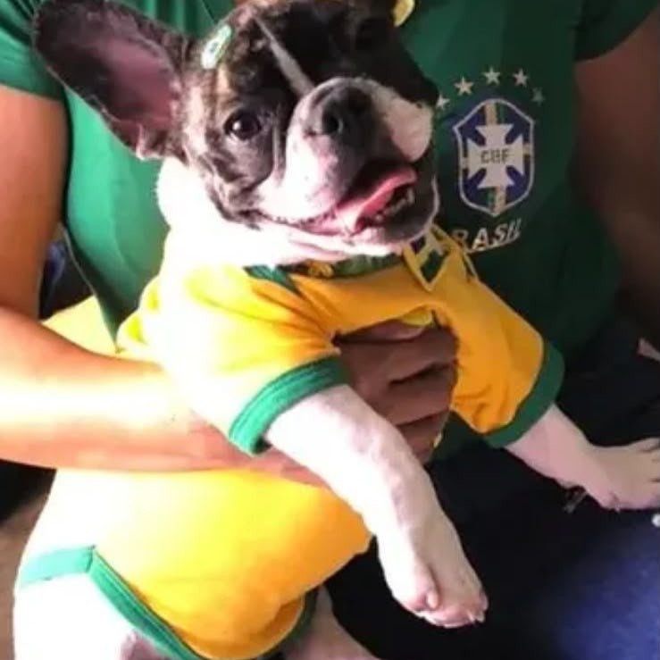 Filhote de Bull dog francês melhor da ninhada - Foto 4