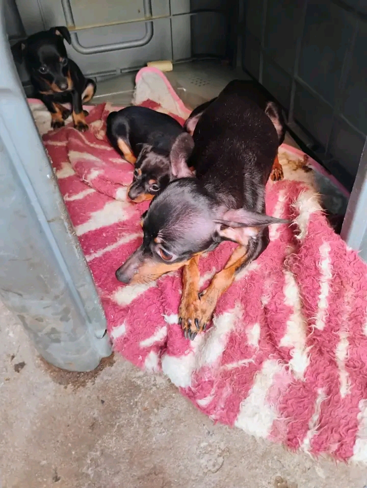 Portal Vendocão Filhote de pinscher número 1 femea  Maracanaú 