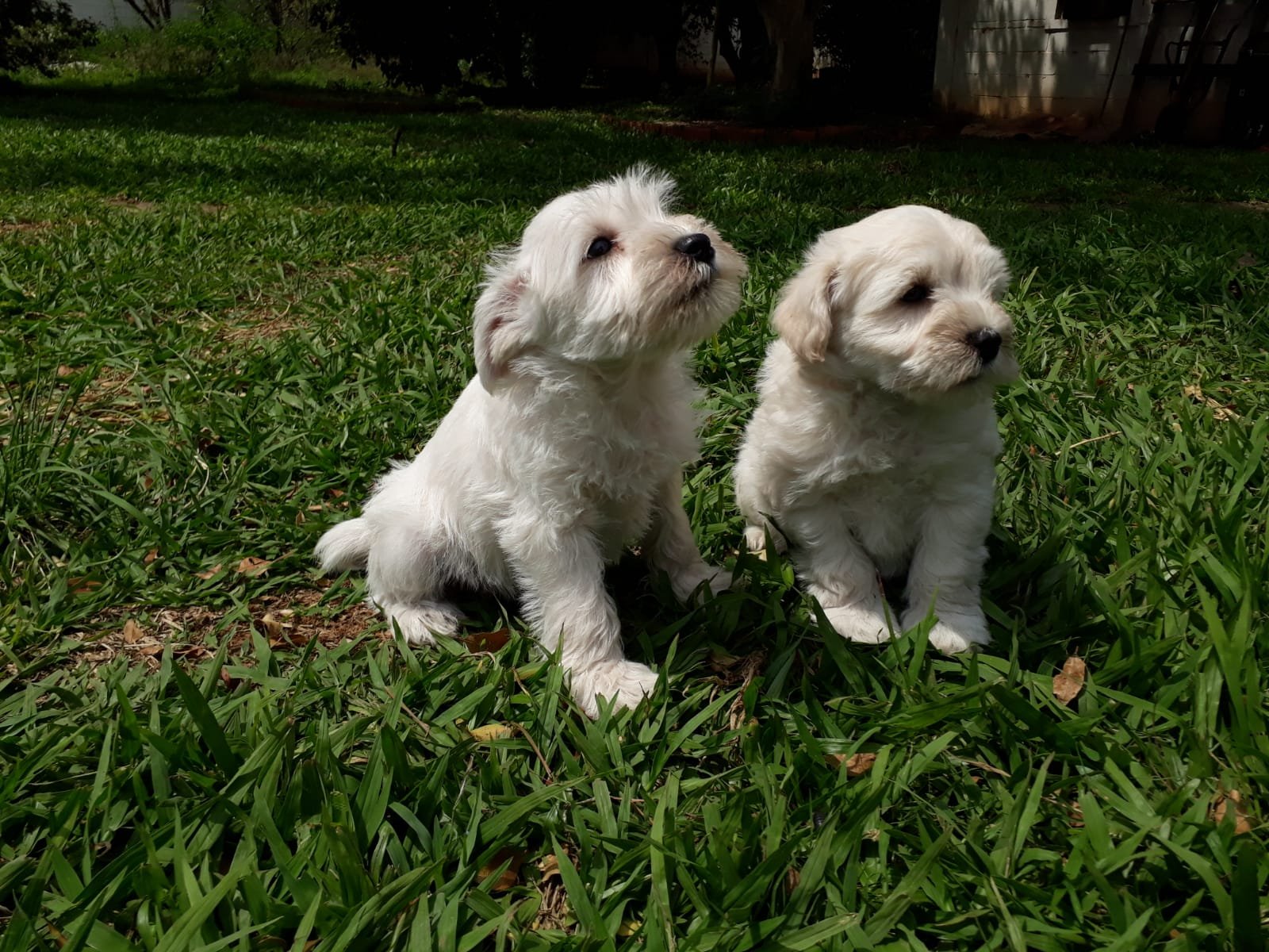 Belos Filhotes Schnauzer Machos e Fêmeas vacinados