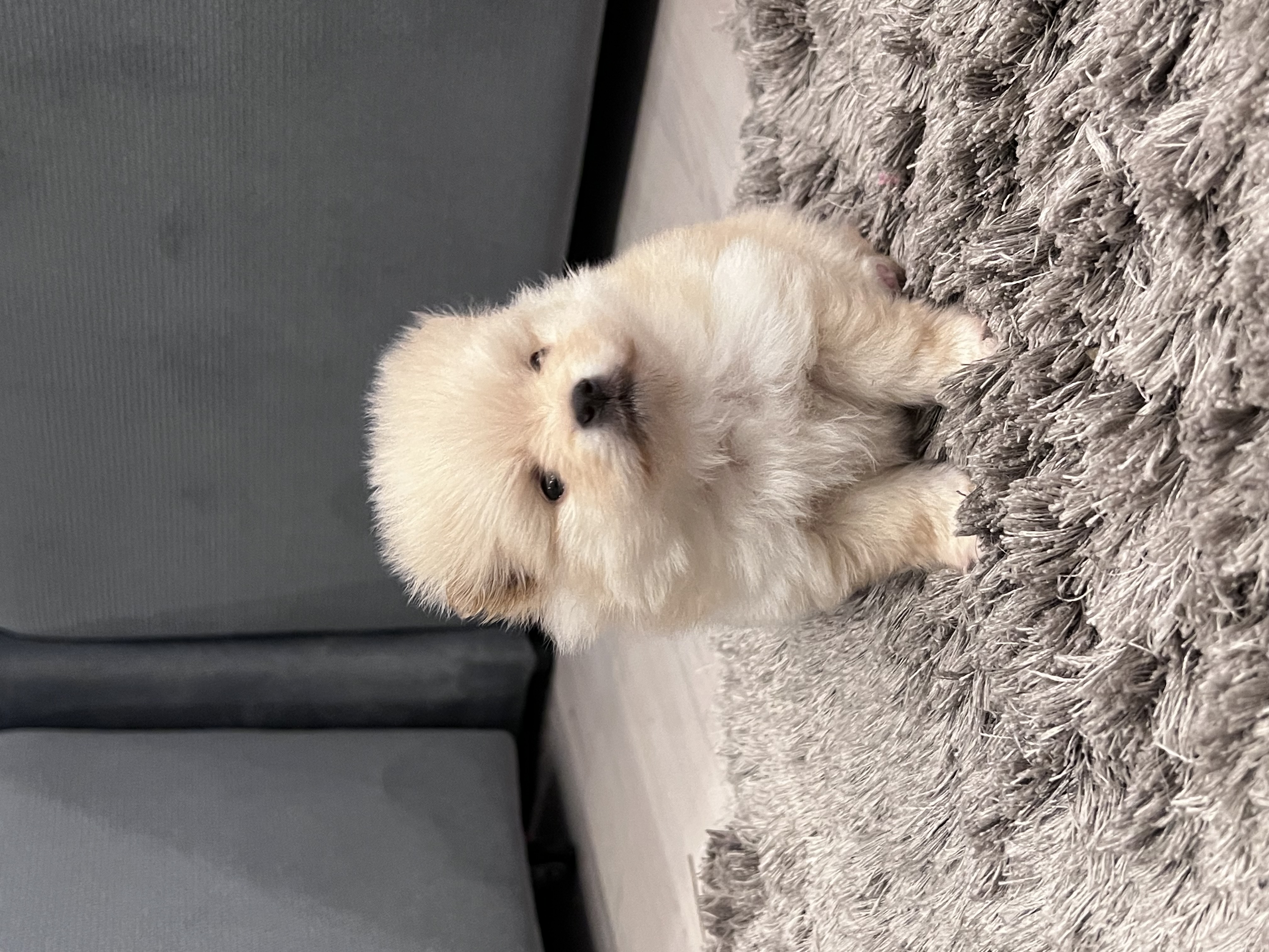 Spitz Alemão - Foto 2