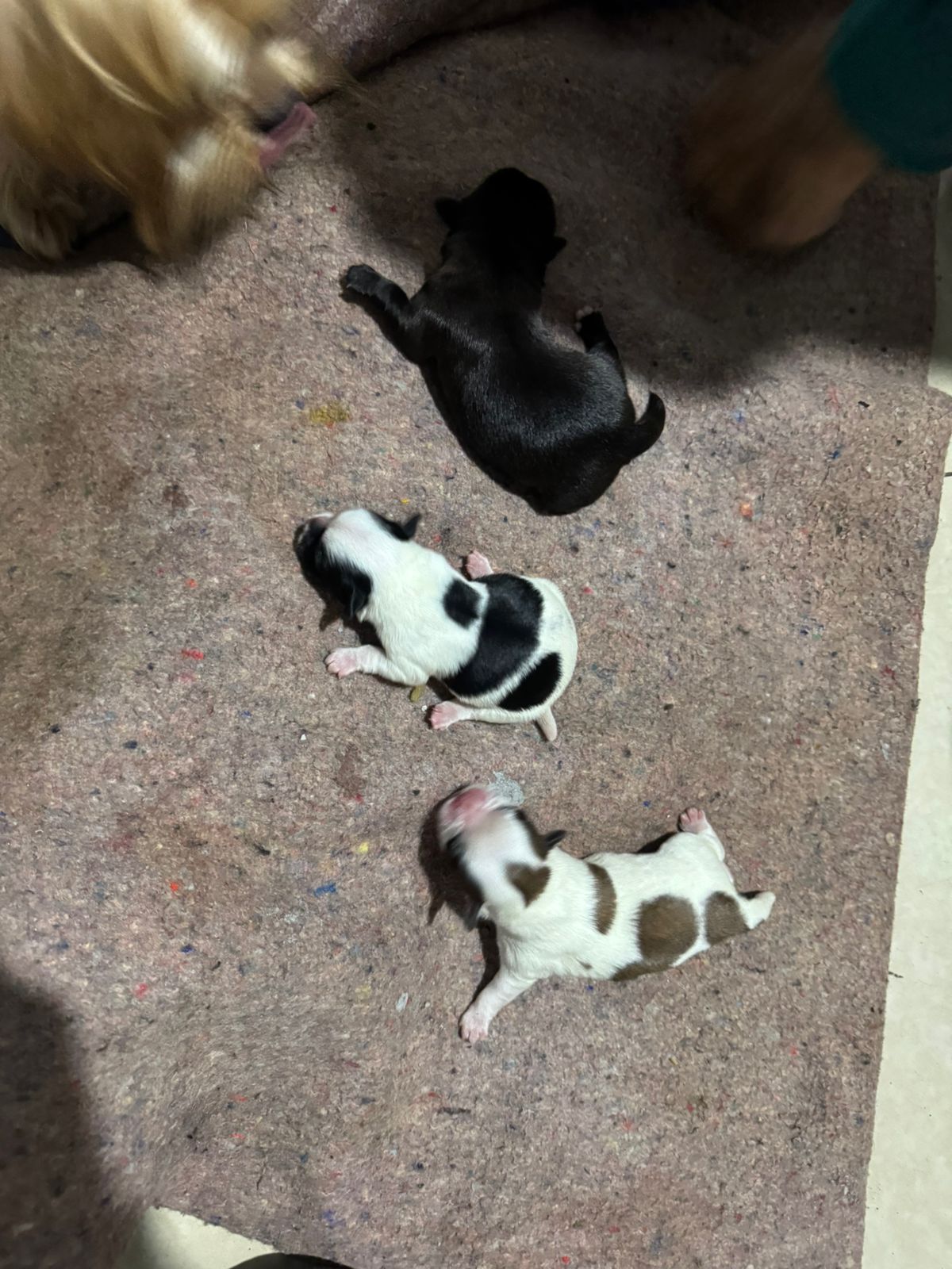 Vendo filhotes Lhasa Apso raça pura  - Foto 1
