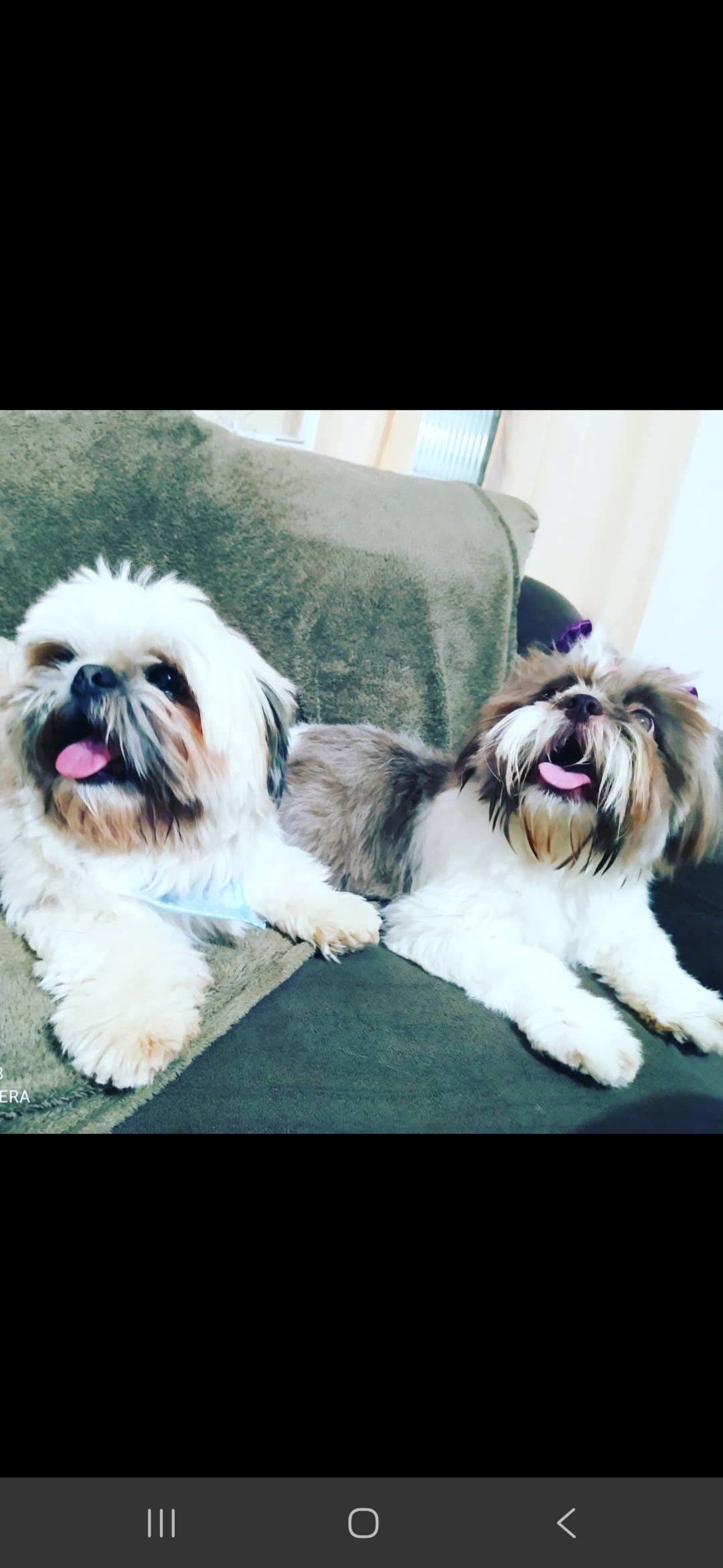 Vendo filhote de Shi tzu - Foto 5