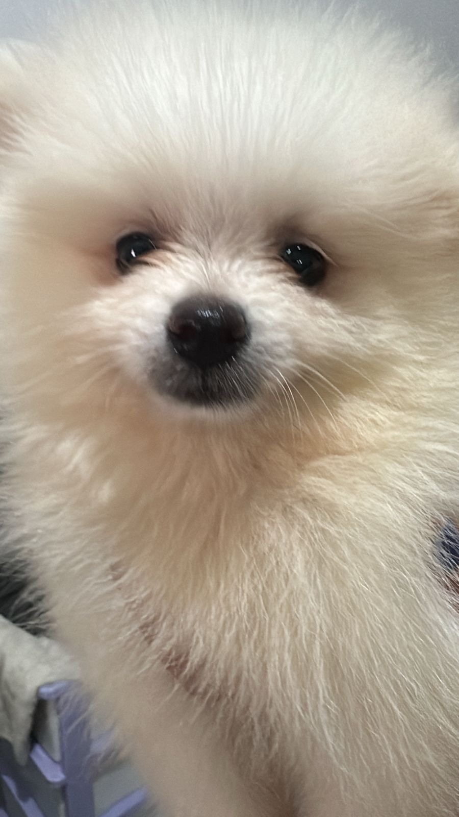 Portal Vendocão Filhote spitz alemão raça pura fêmea João Pessoa 