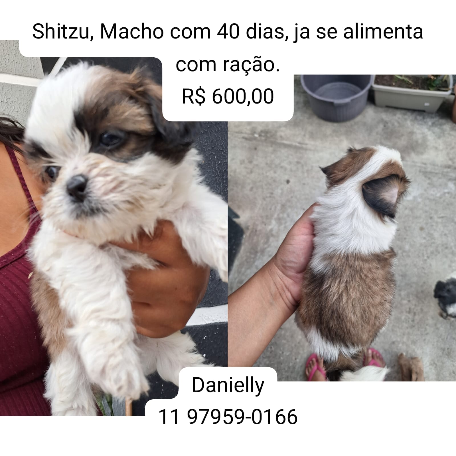 Portal Vendocão Filhotes de shitzu  São José dos Campos 