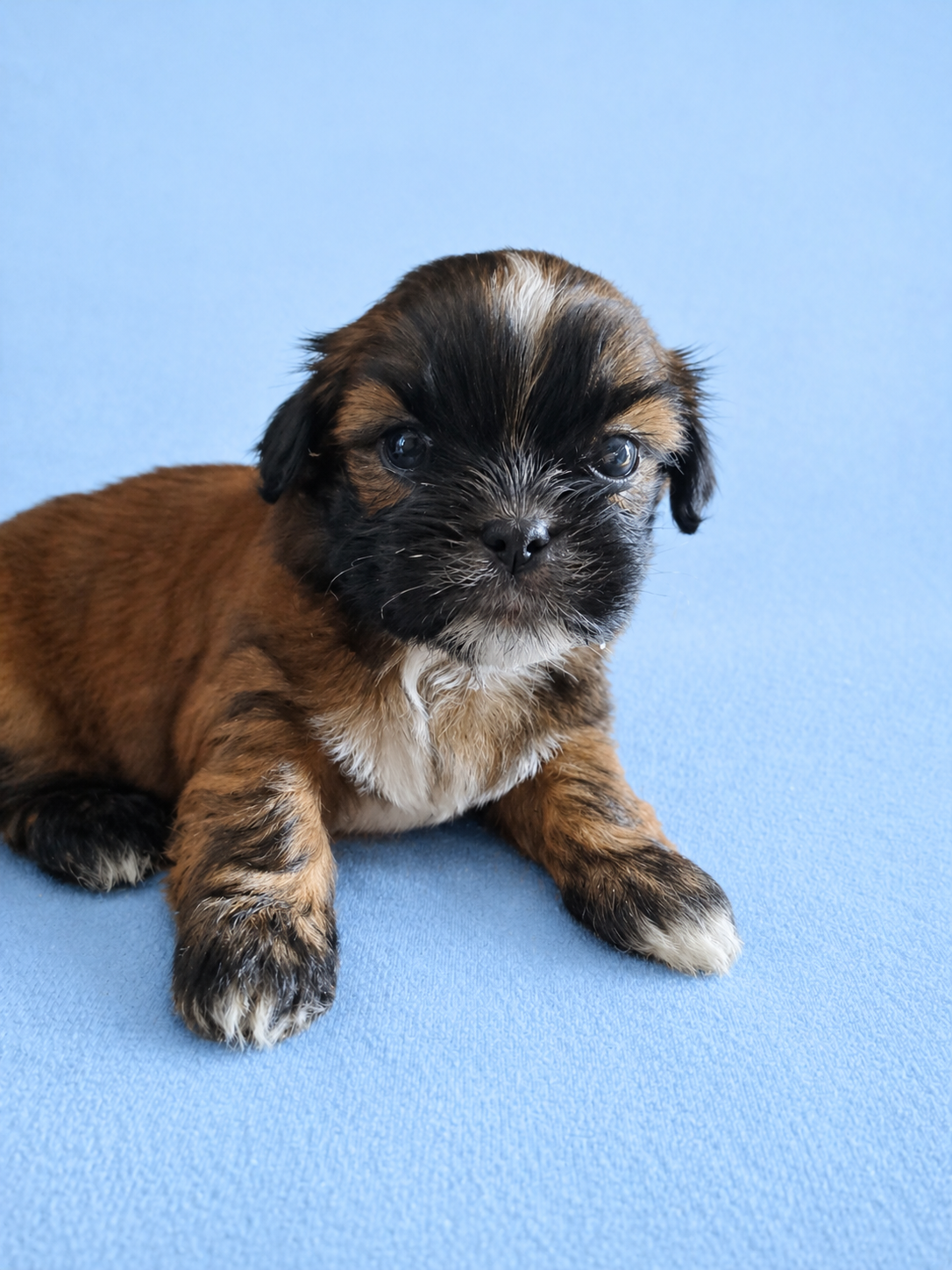 Últimos machinhos Shihtzu