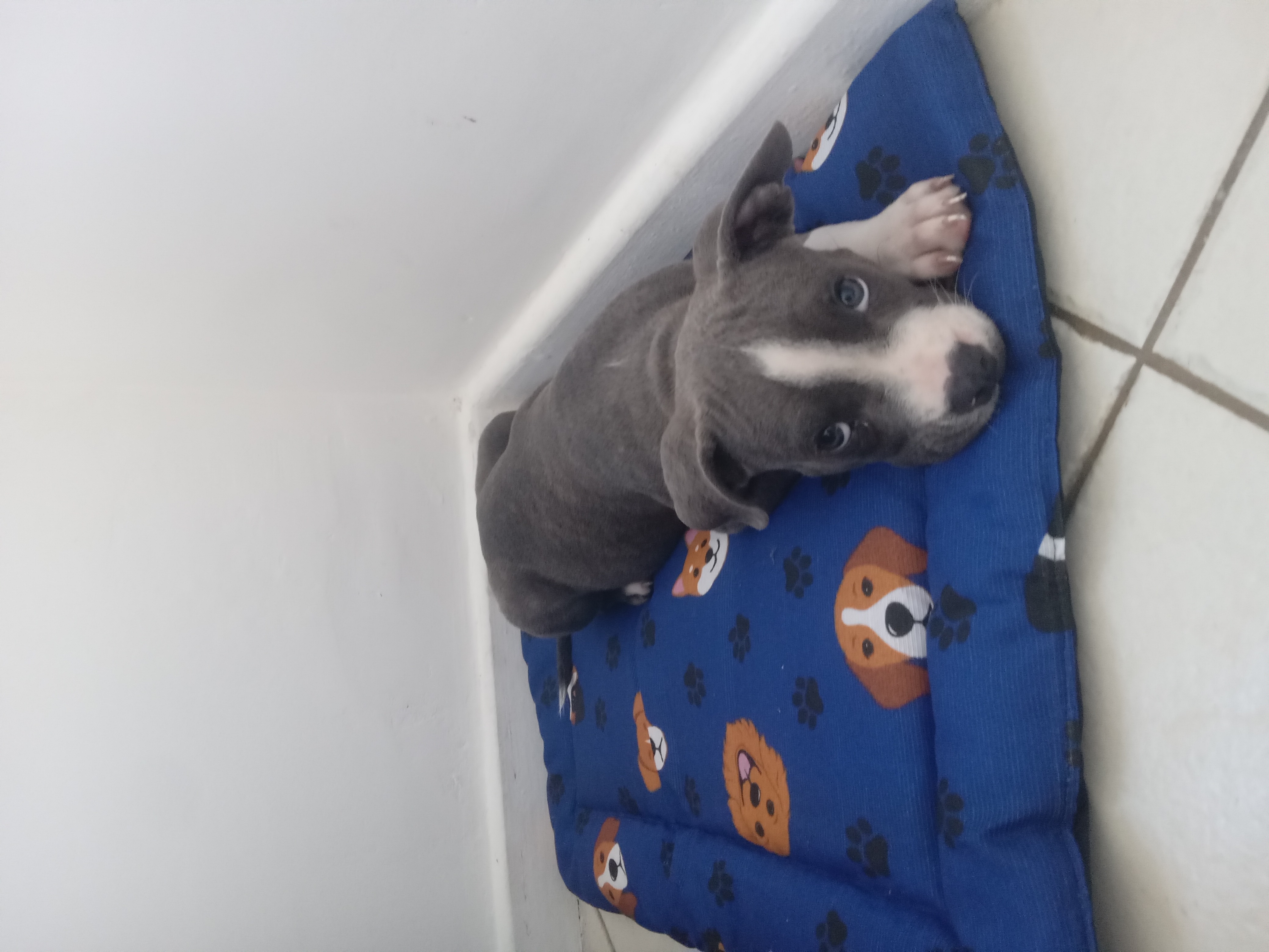 American bully macho - Foto 2