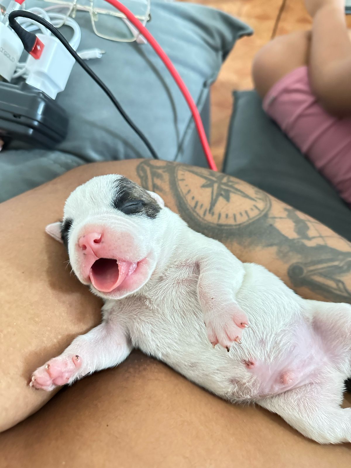 Portal Vendocão Filhotes de American bully poket Vila velha